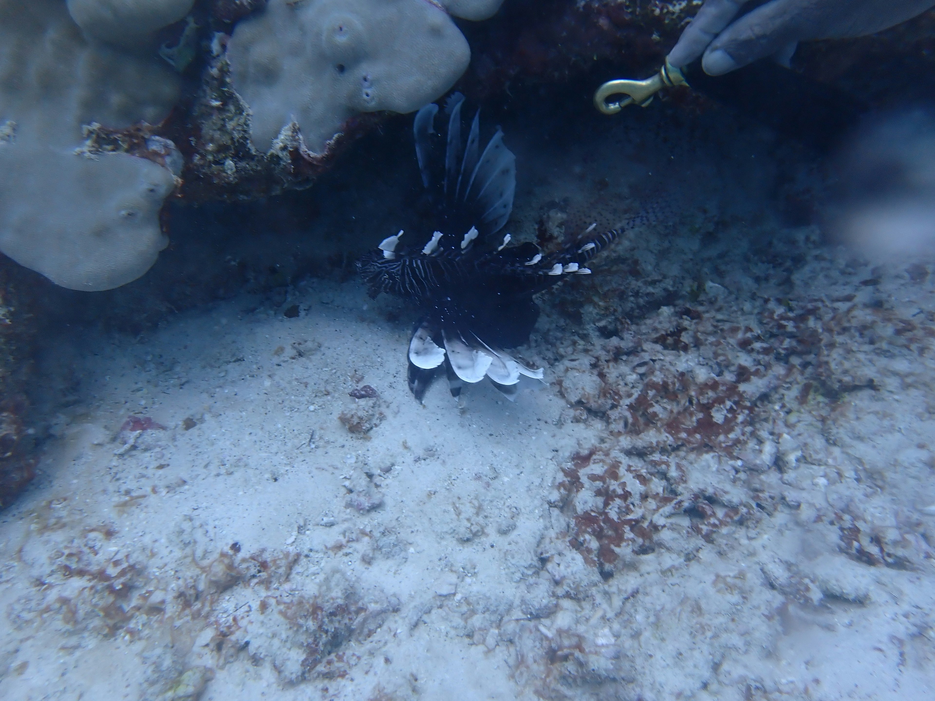 Underwater scene featuring a black fish with white patterns