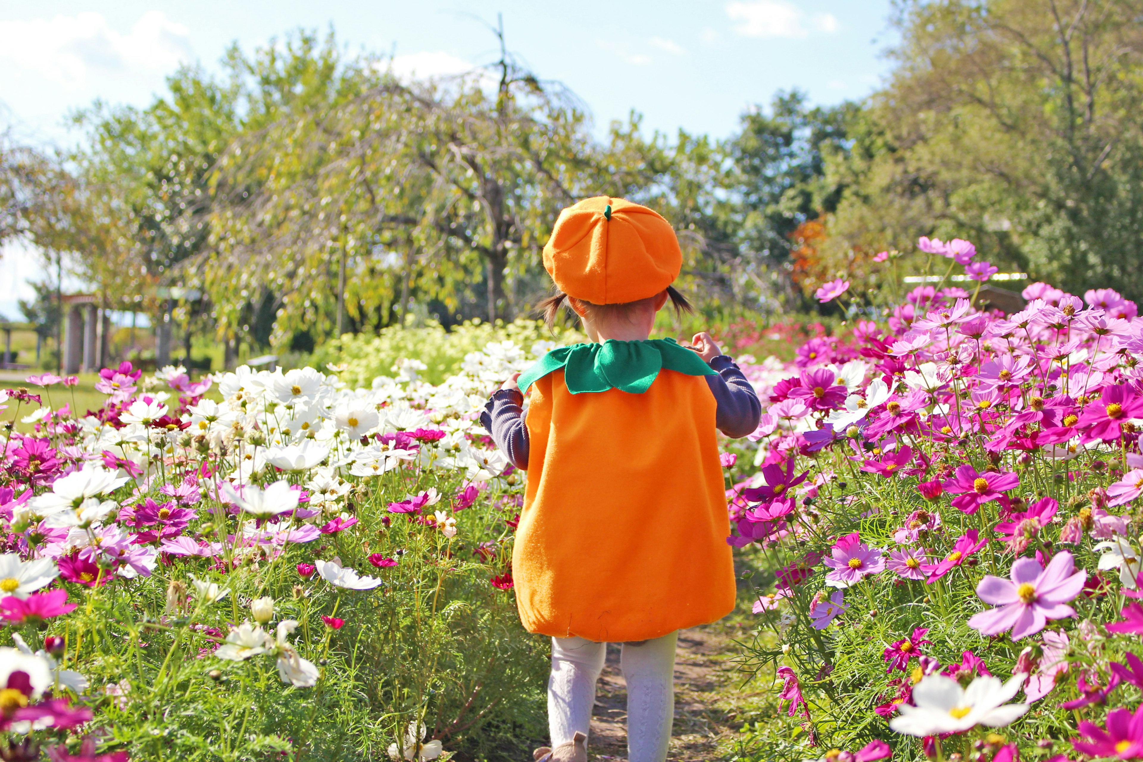 Un enfant portant un costume de citrouille orange marchant à travers des fleurs colorées