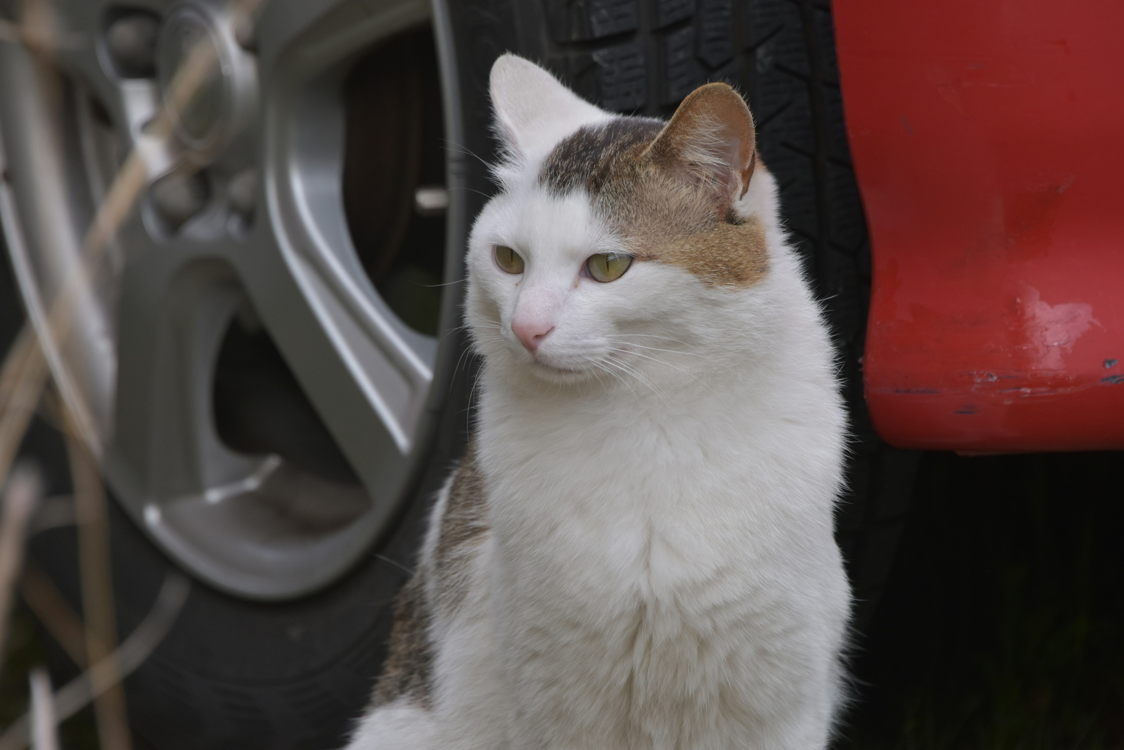 Un gato blanco y gris sentado cerca de una llanta de coche