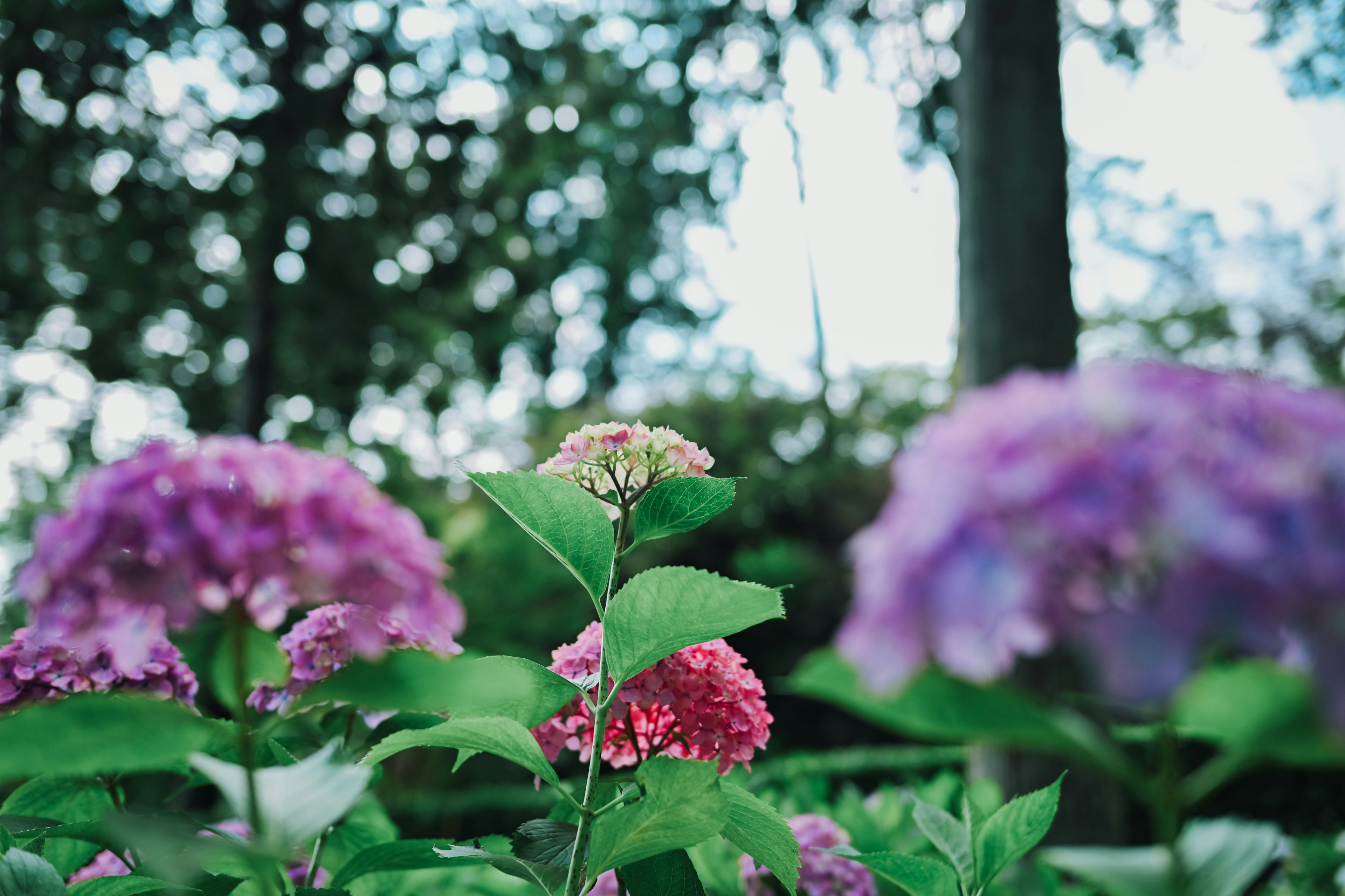 Pemandangan taman yang cerah dengan bunga hydrangea dalam nuansa merah muda dan ungu