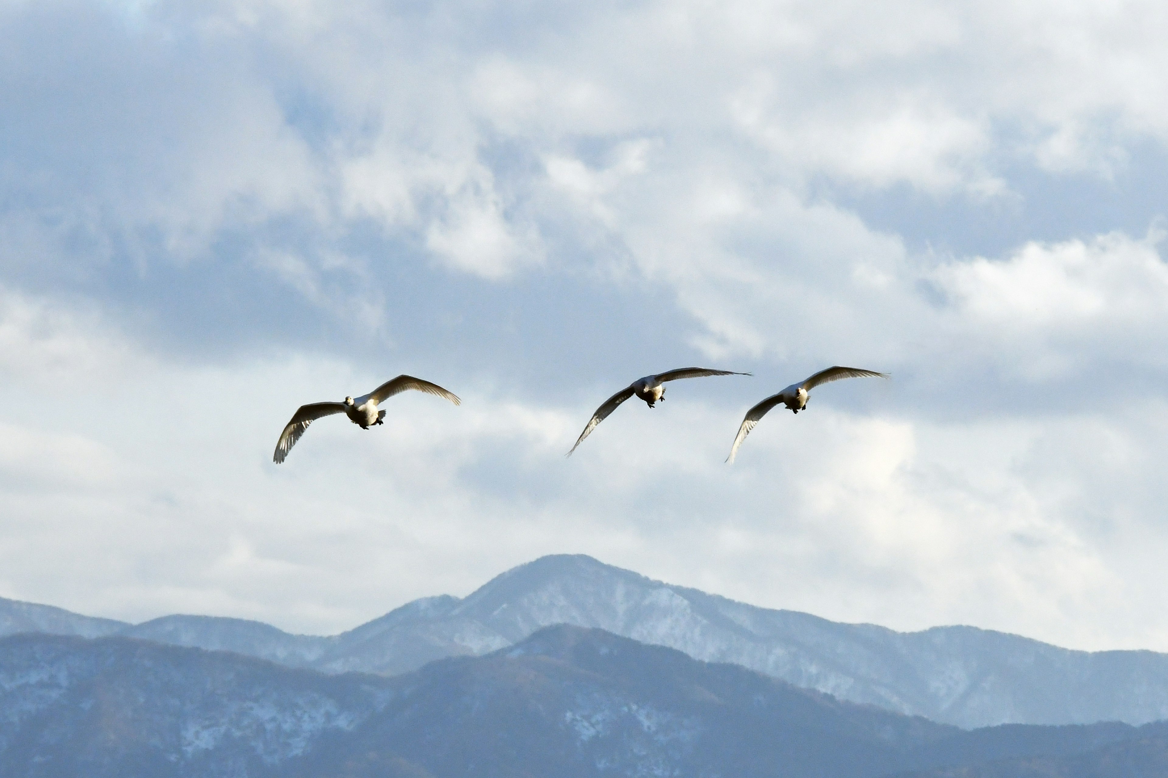 Three birds flying in the sky with mountains in the background