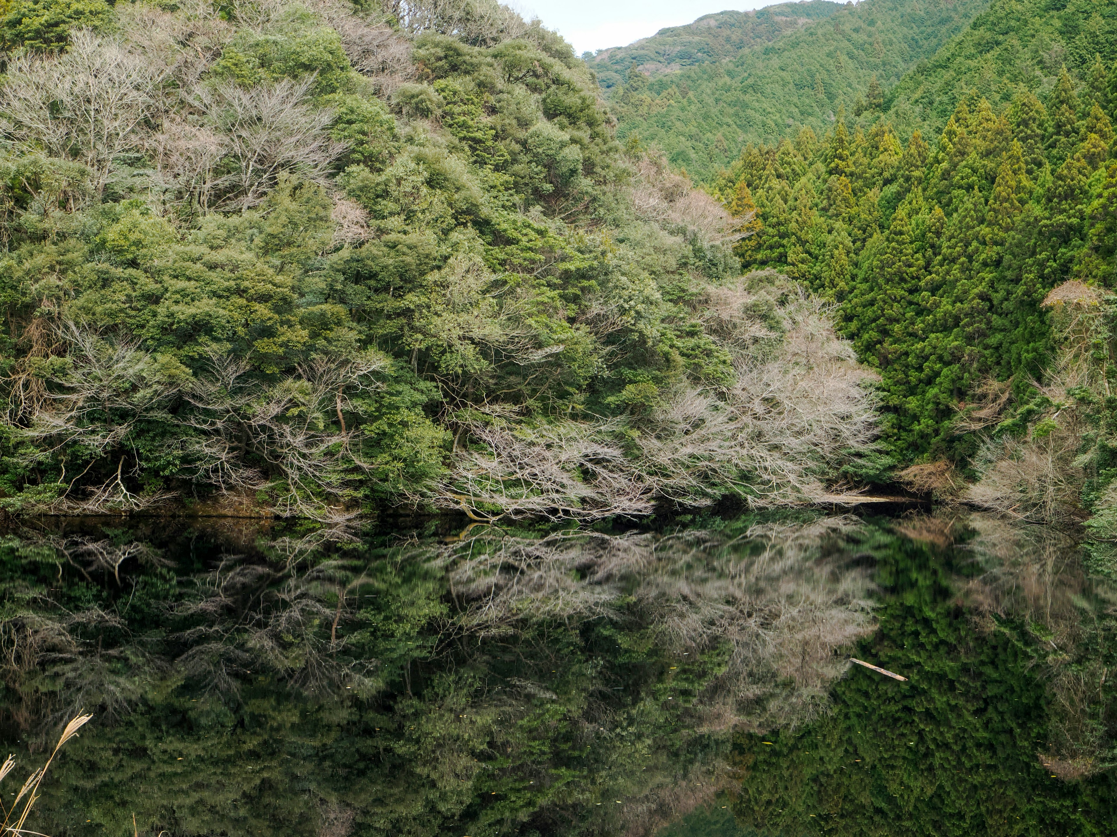 Lago tranquillo che riflette alberi verdi e spogli