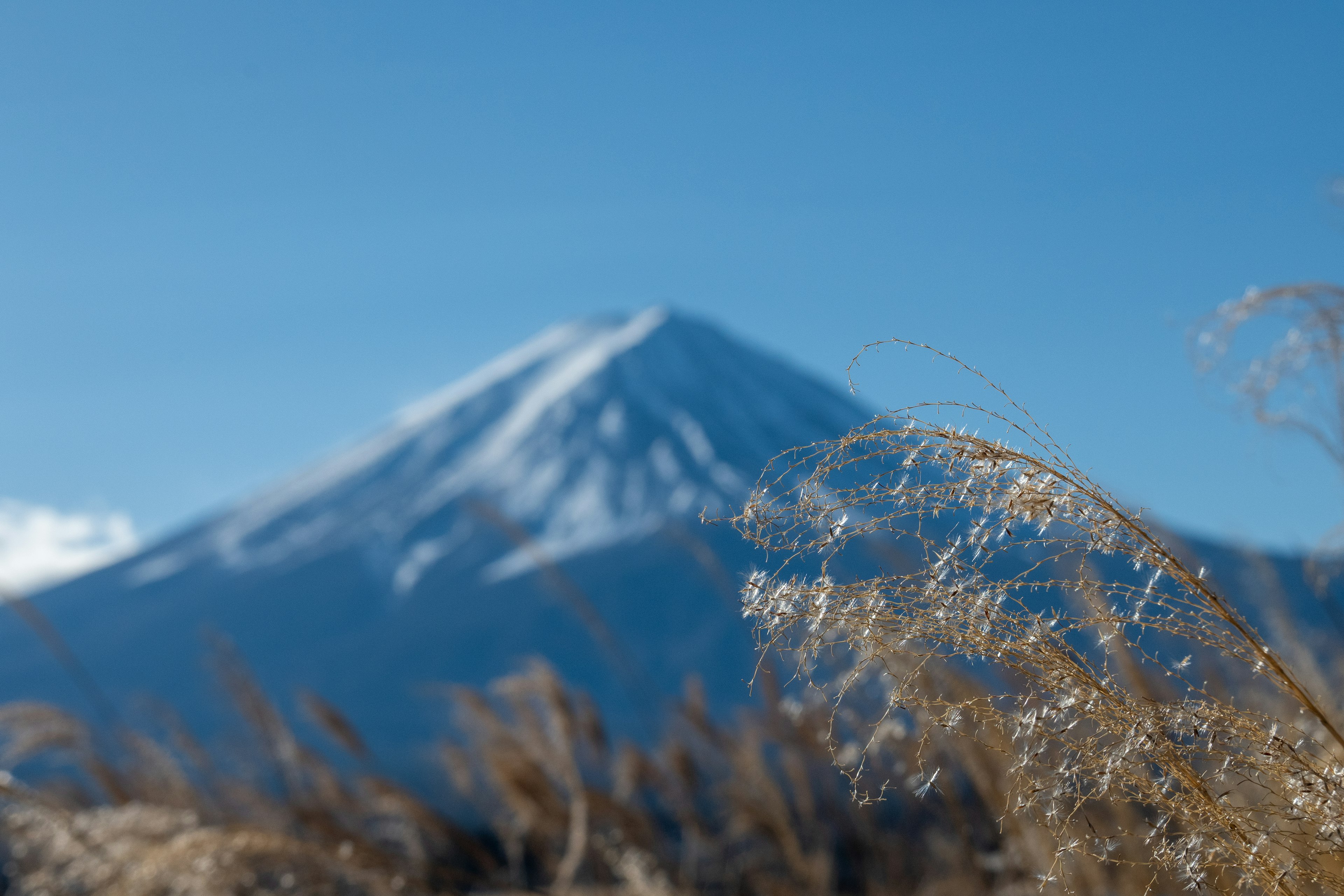 Der schneebedeckte Fuji mit Gräsern im Vordergrund