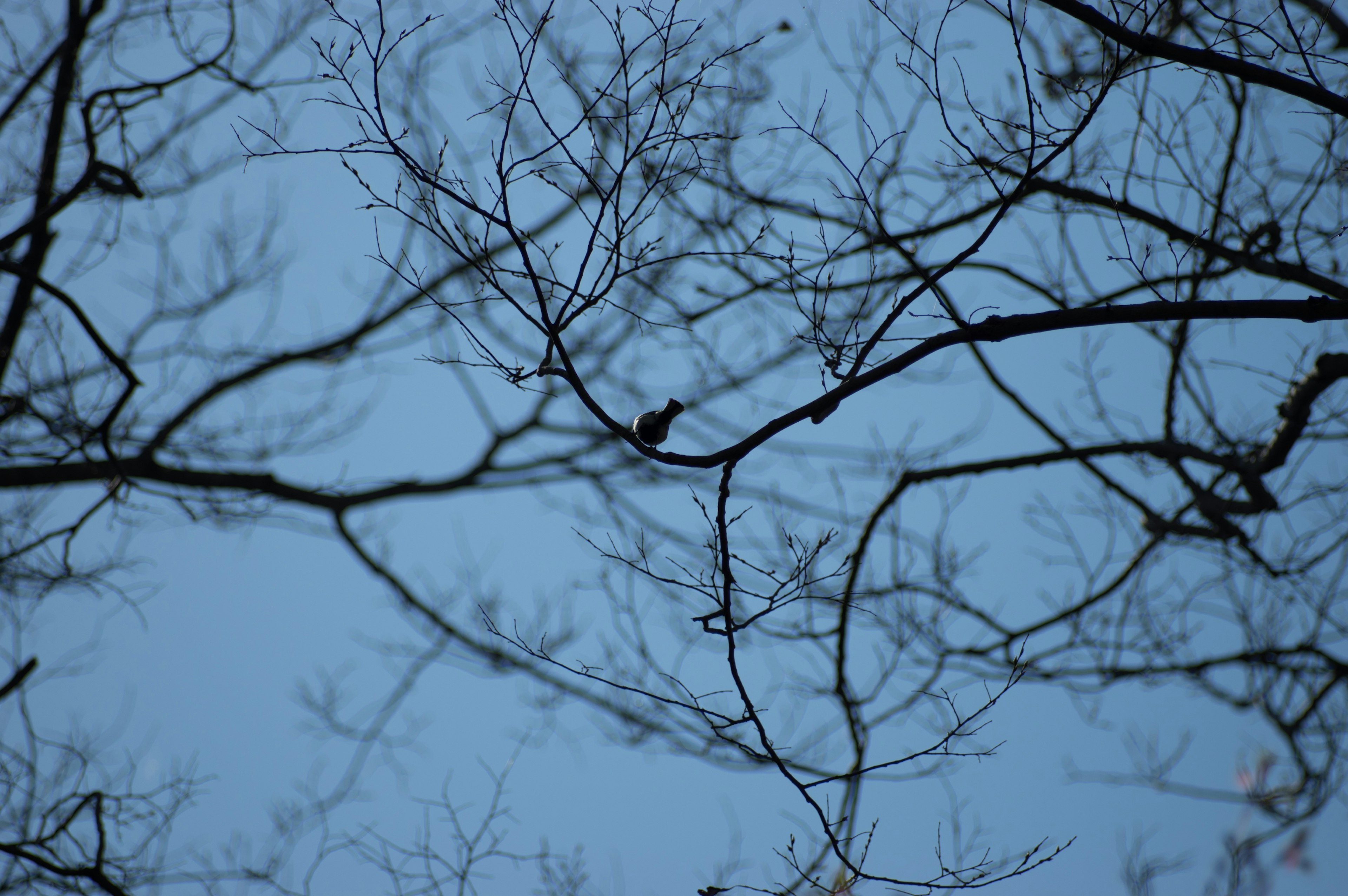 Branches silhouetted against a blue sky with a small bird