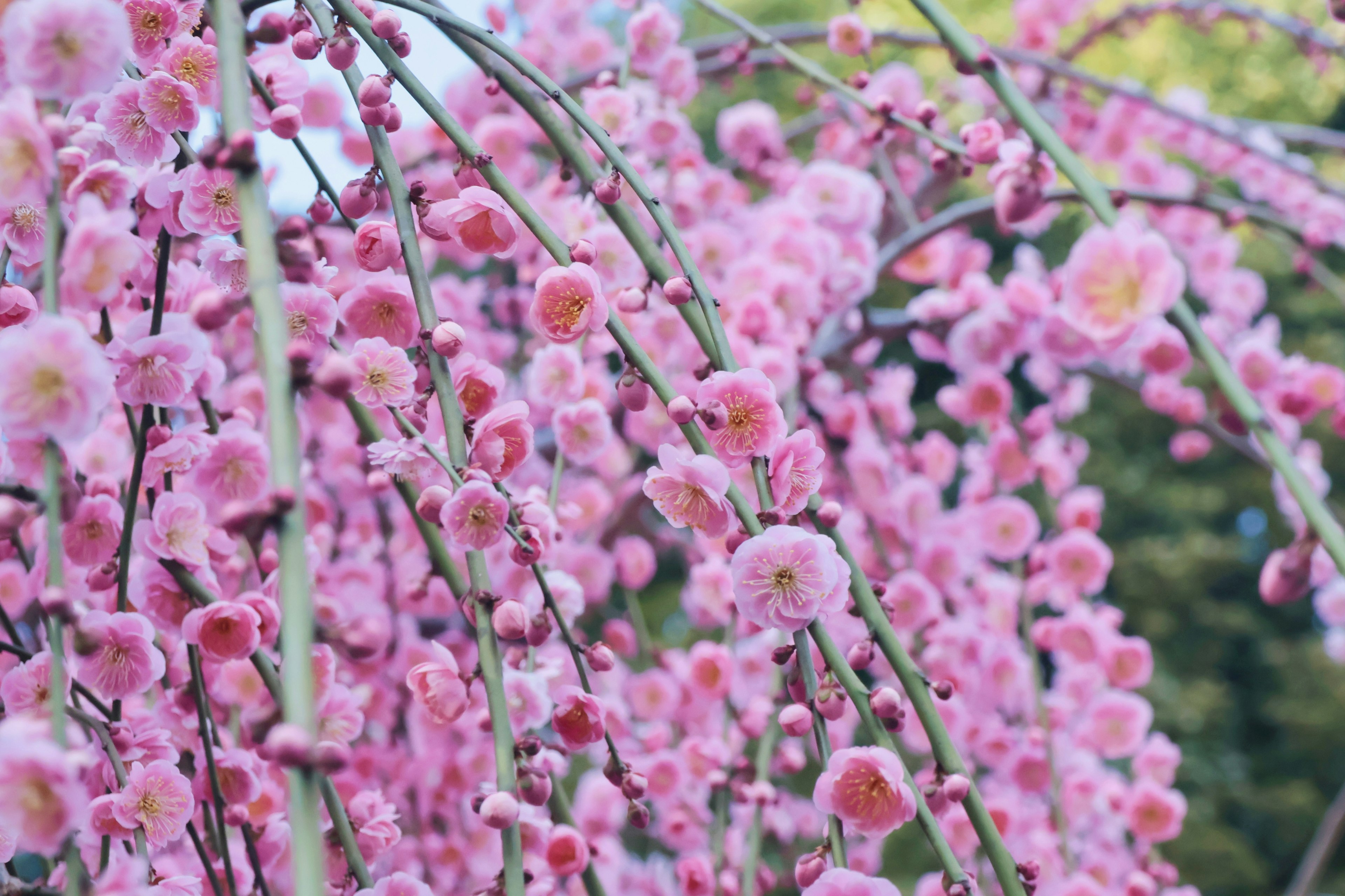 Branches covered with clusters of delicate pink flowers