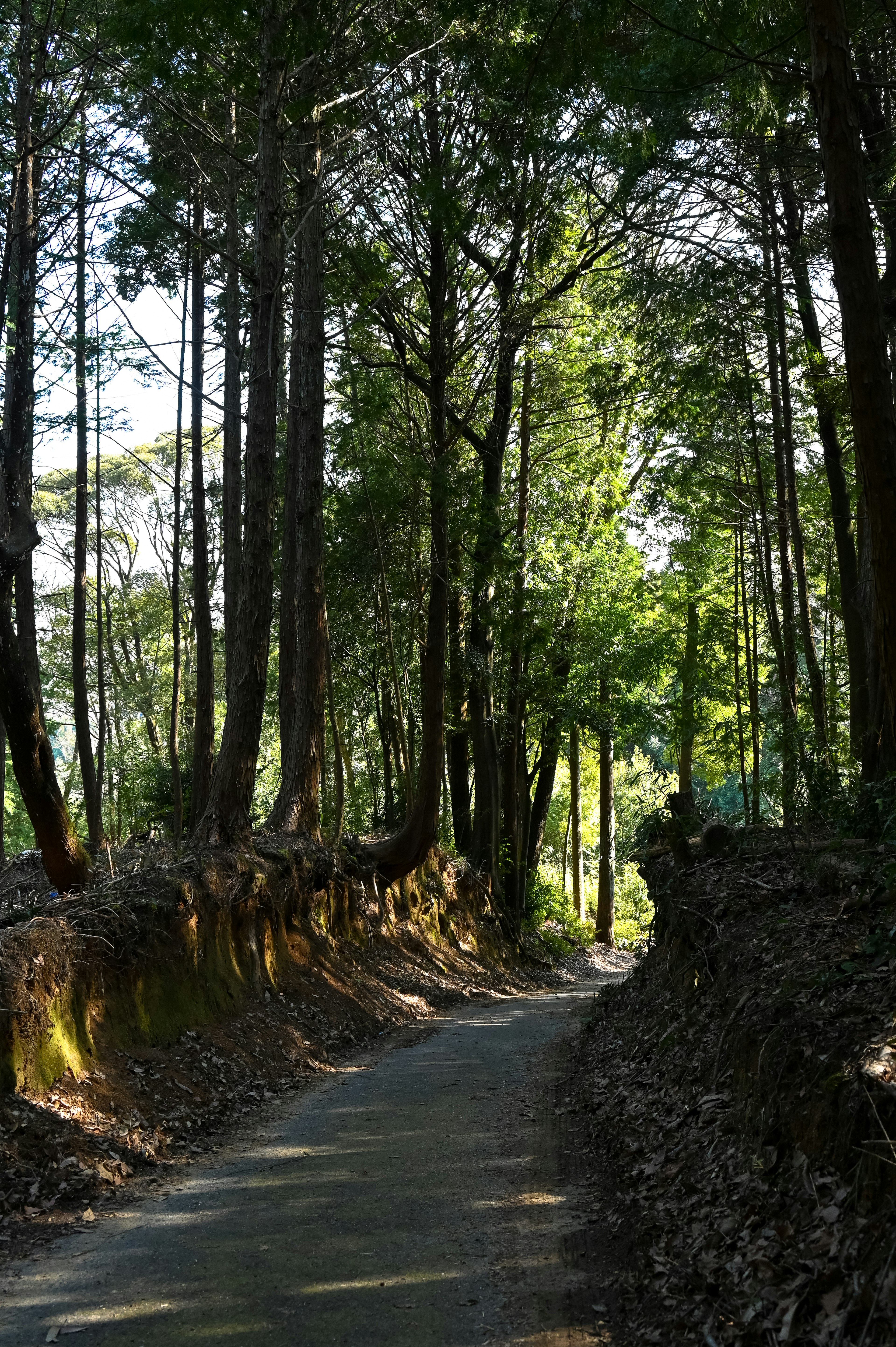 Camino sinuoso rodeado de árboles verdes