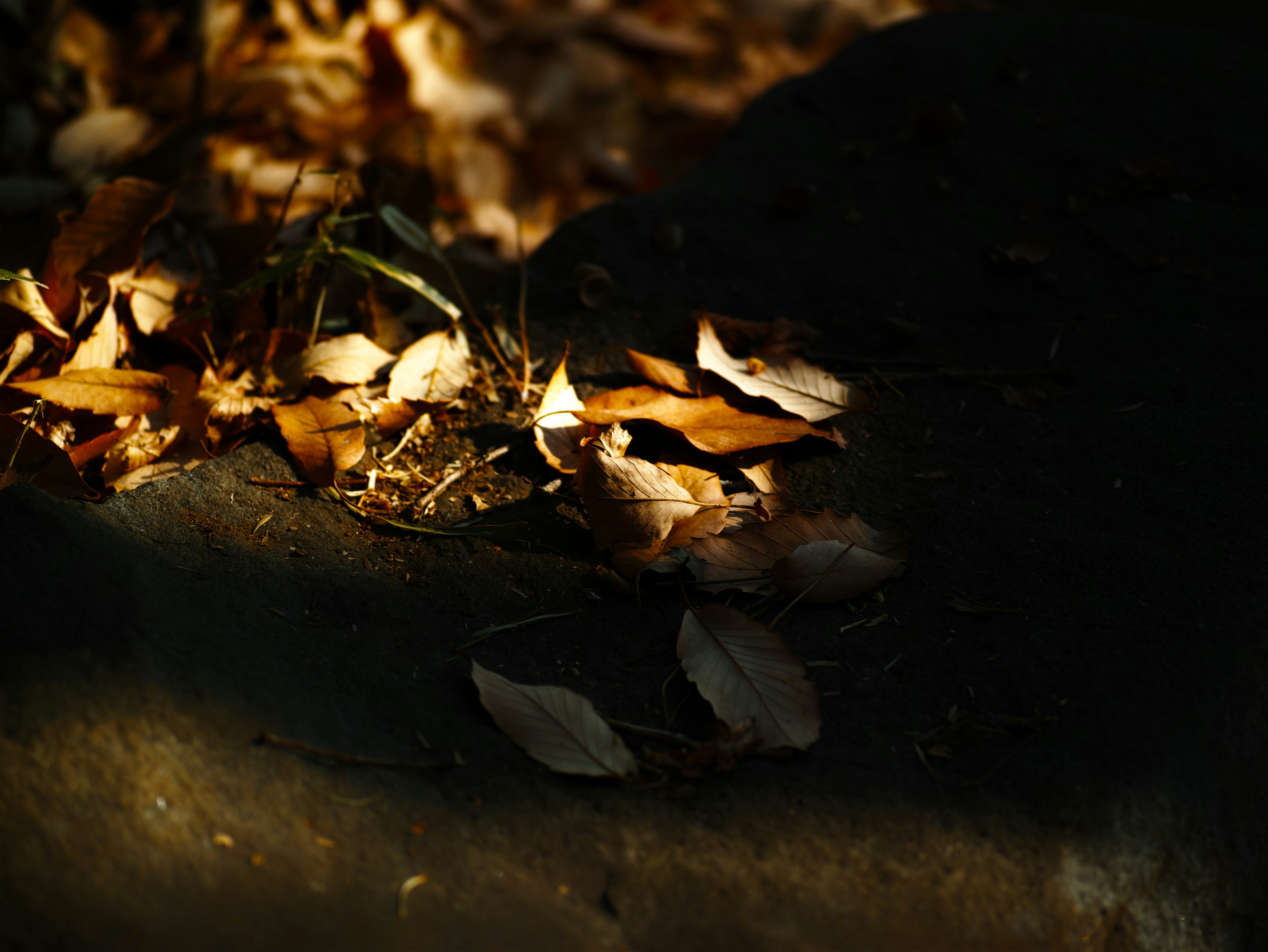 Une scène sereine avec des feuilles éparpillées sur un fond sombre