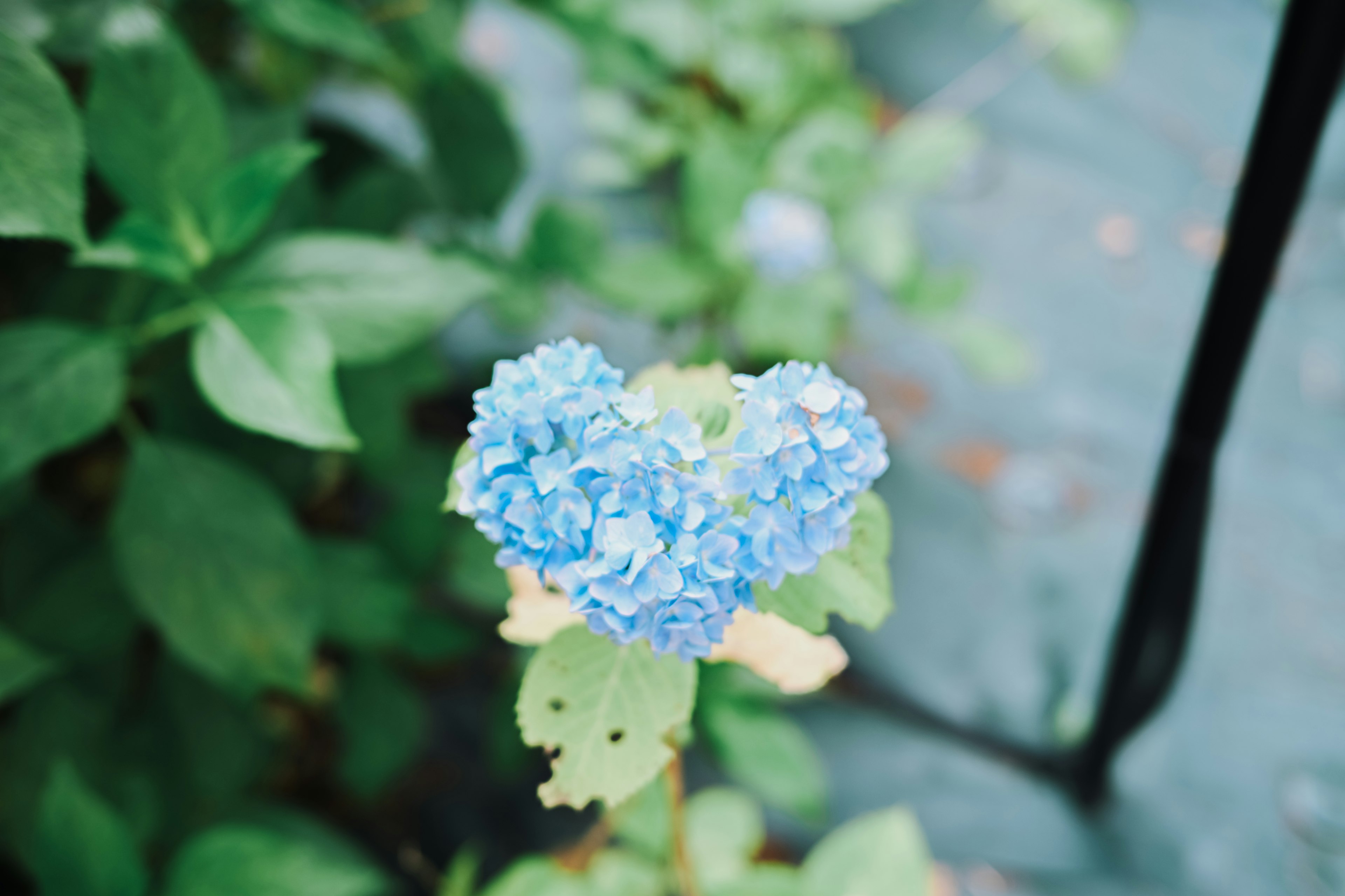 Un fiore di ortensia blu che sboccia a forma di cuore