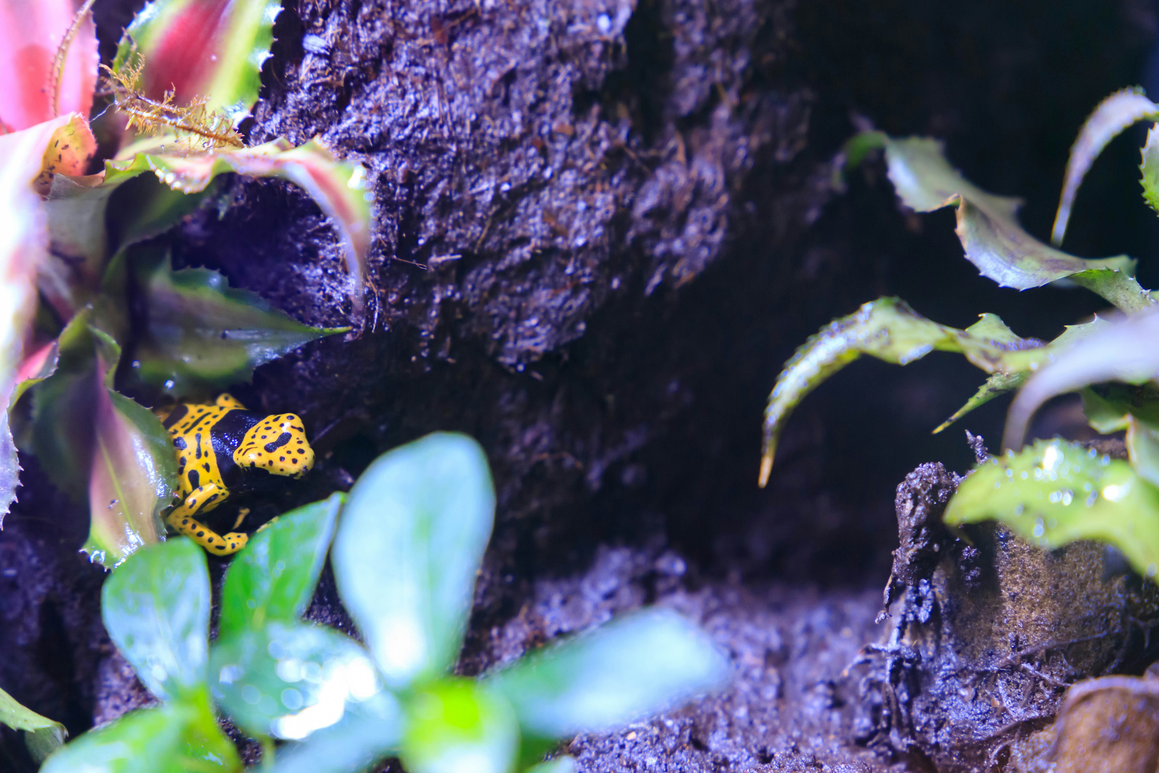 Seekor katak panah kuning bersembunyi di antara tanaman hijau di lingkungan tropis