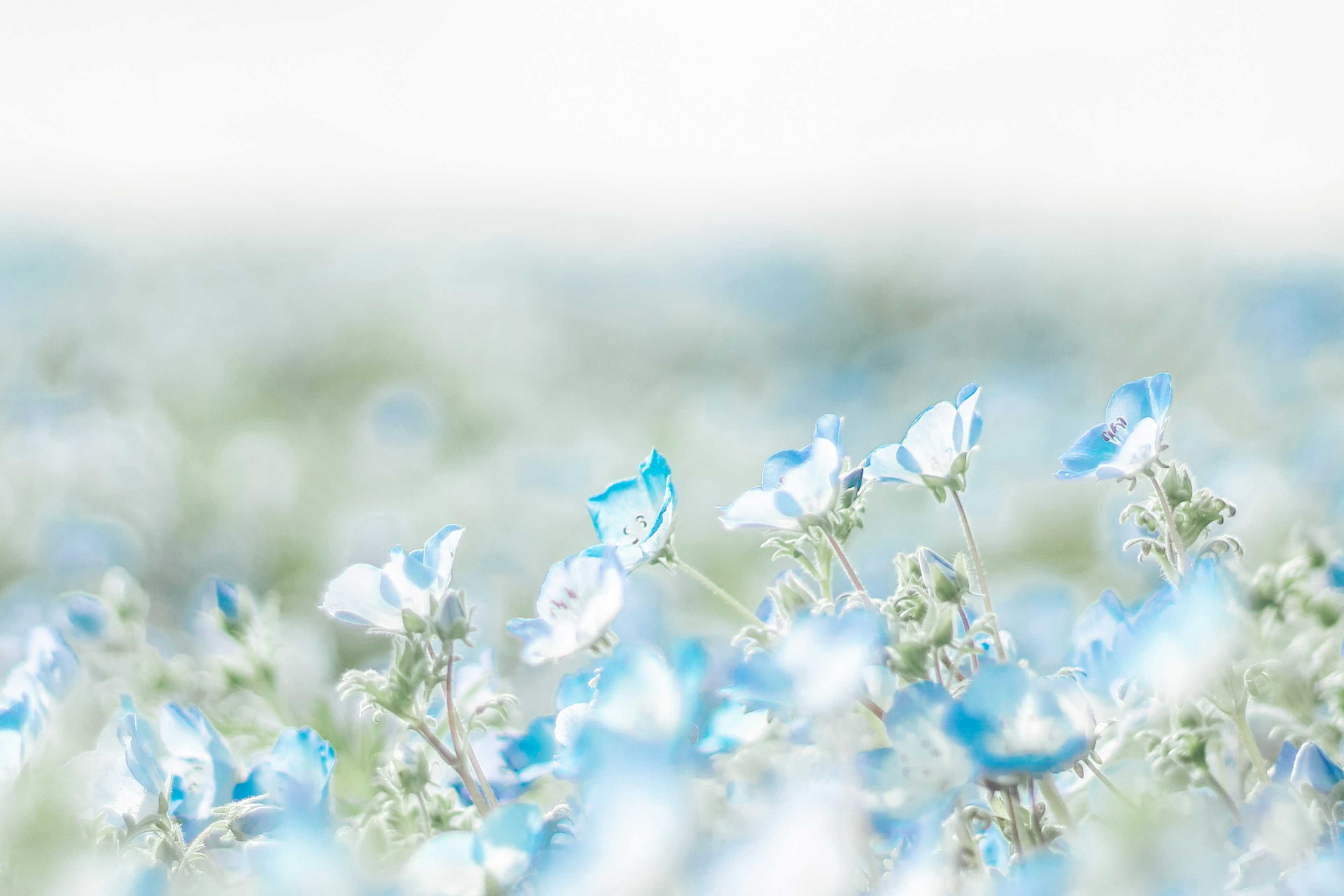 Verschwommene Aufnahme eines Feldes mit blauen Blumen