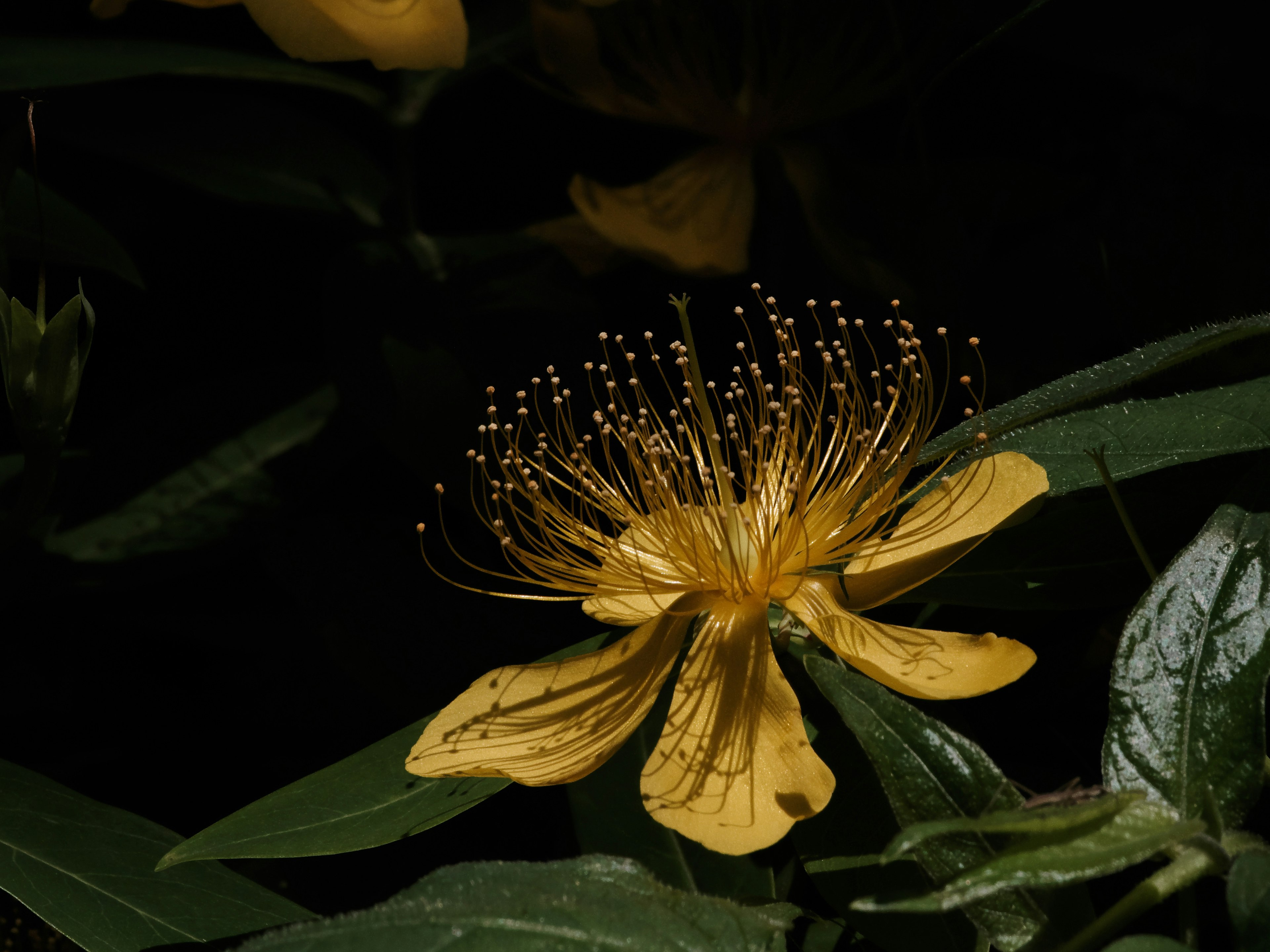 Close-up of a yellow flower with long stamens and green leaves