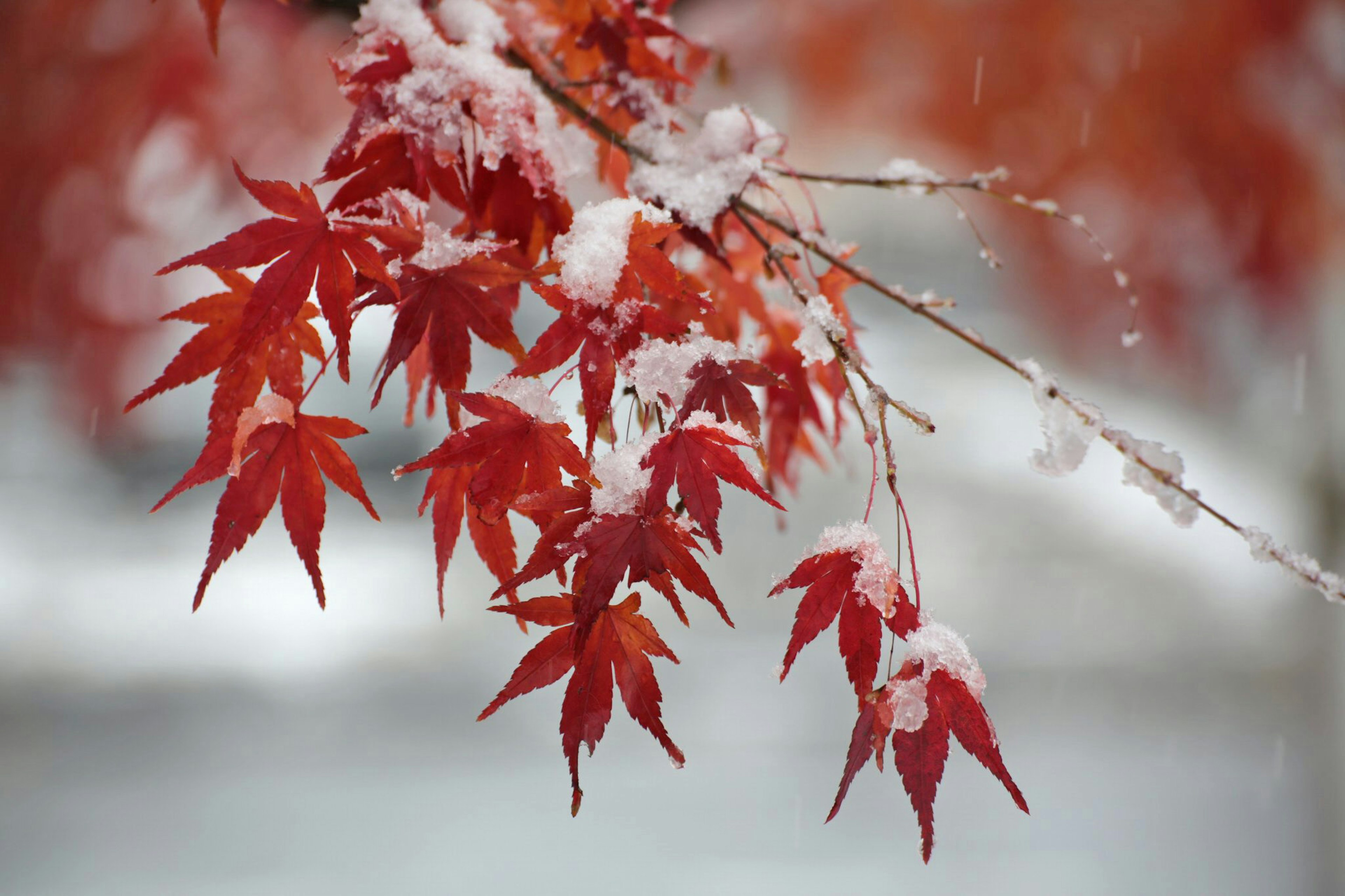 Hojas de arce rojas cubiertas de nieve