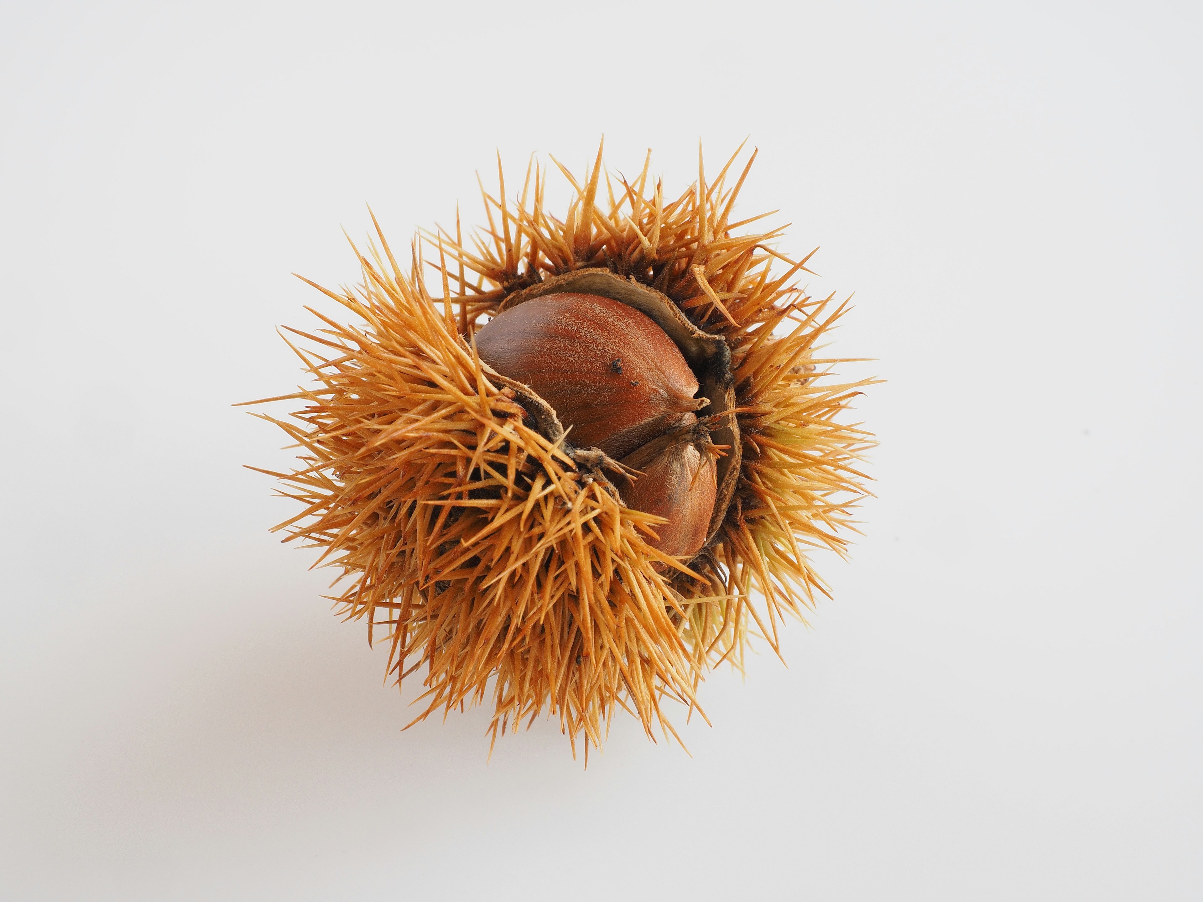 Image of a chestnut with spiky outer shell and inner nut