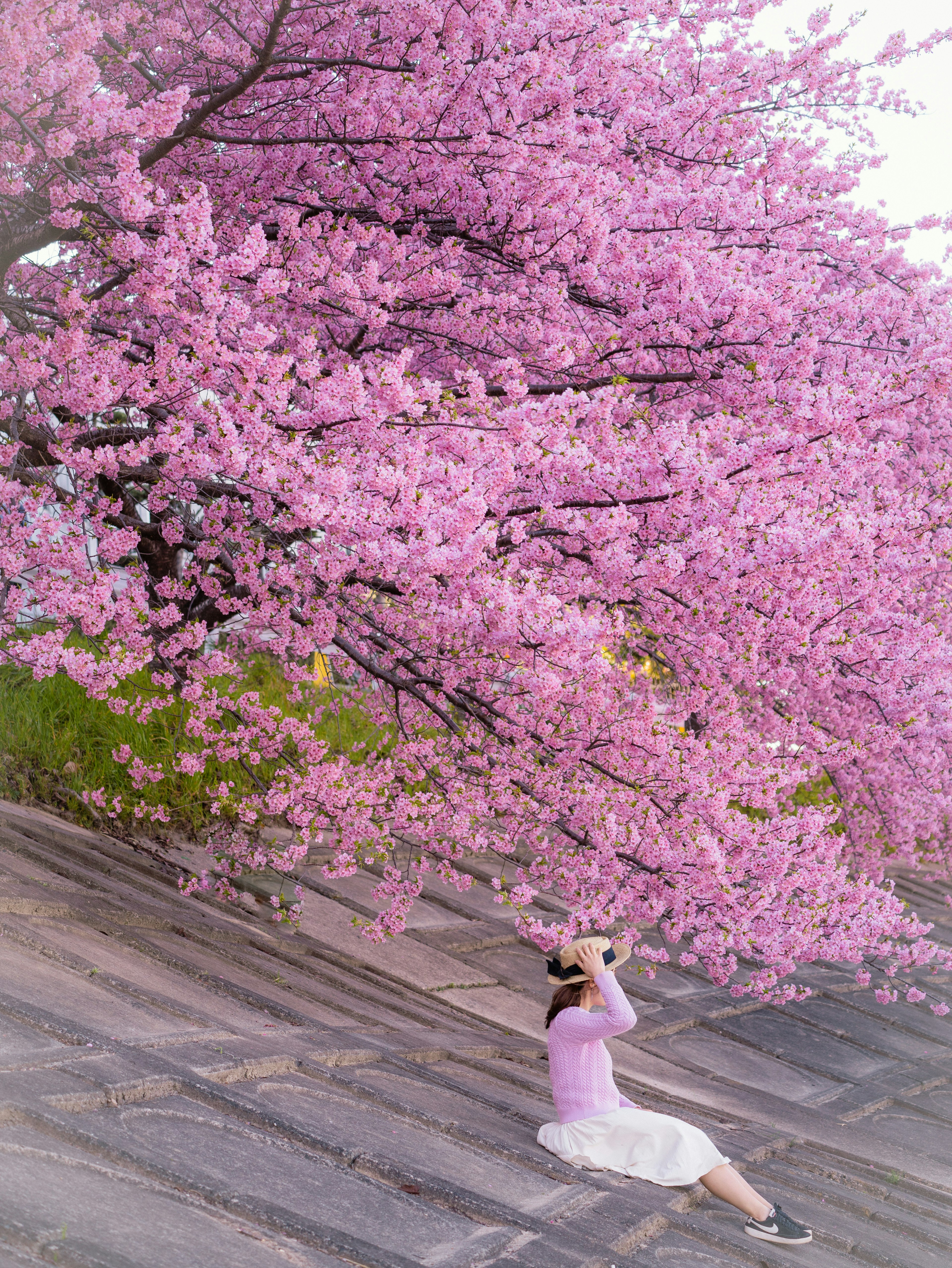 Seorang wanita bersantai di bawah pohon sakura yang bermekaran