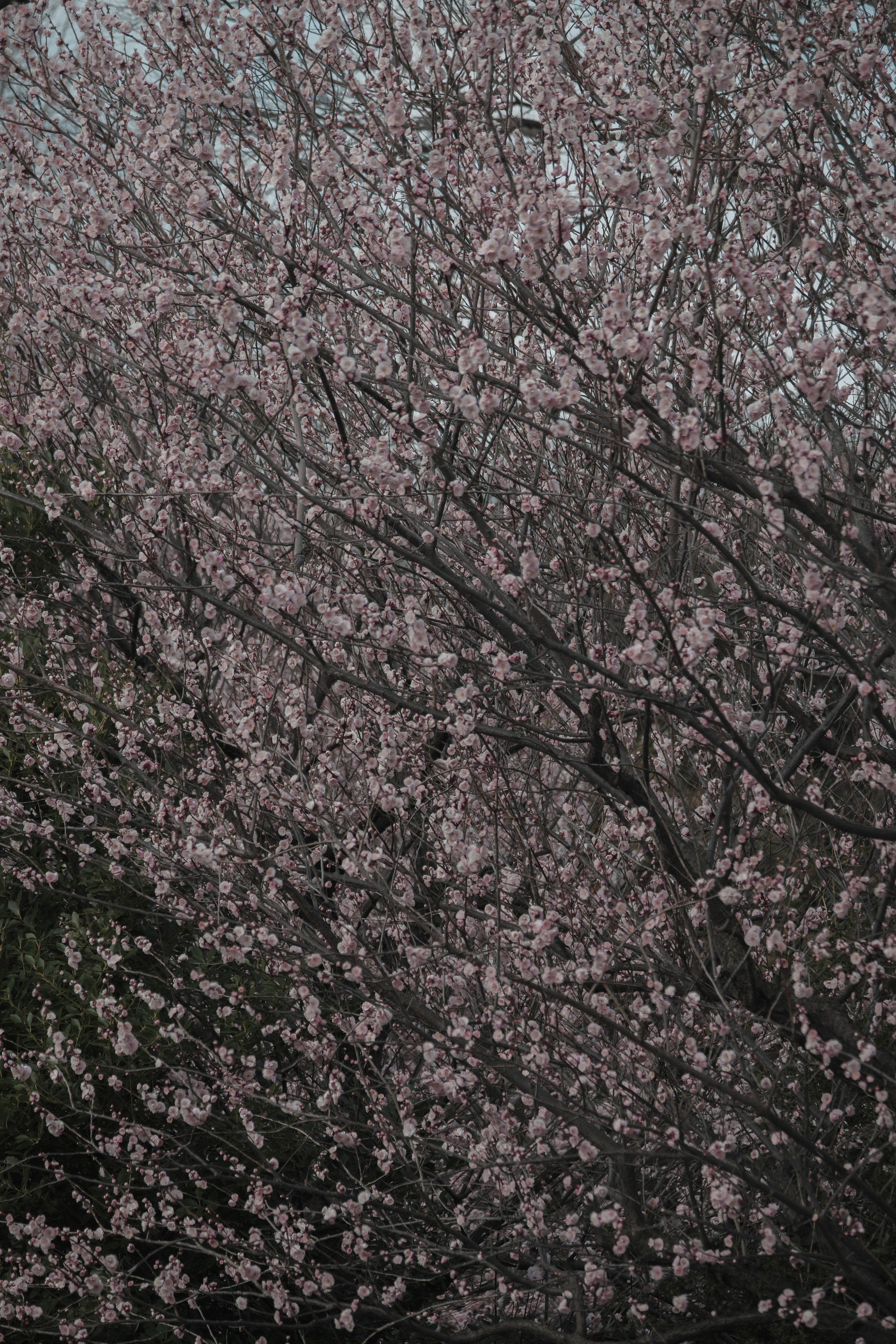 Äste eines Kirschbaums in voller Blüte