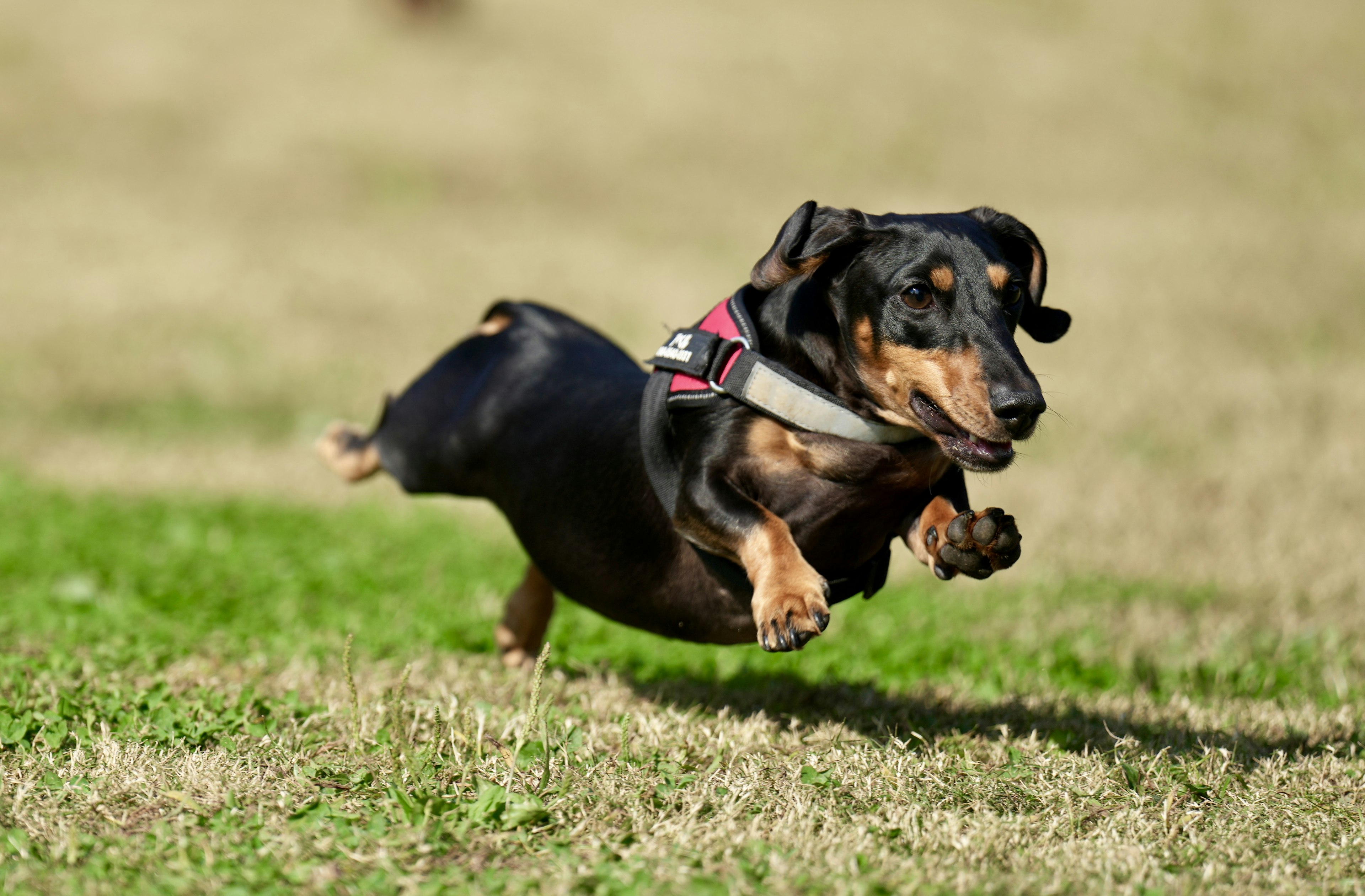 Dachshund melompat di atas rumput