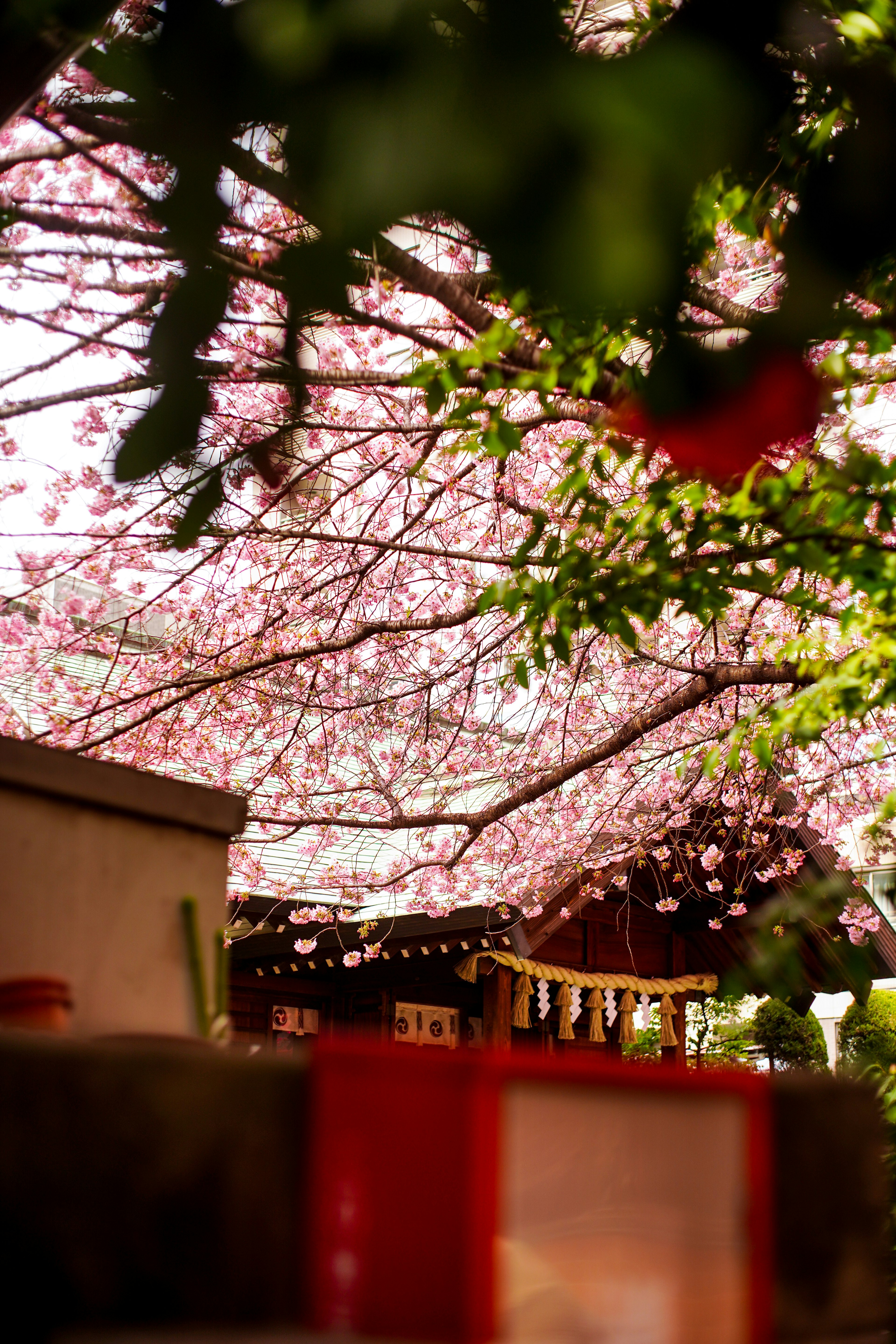 Vista panoramica sotto alberi di ciliegio in fiore con sfondo vivace