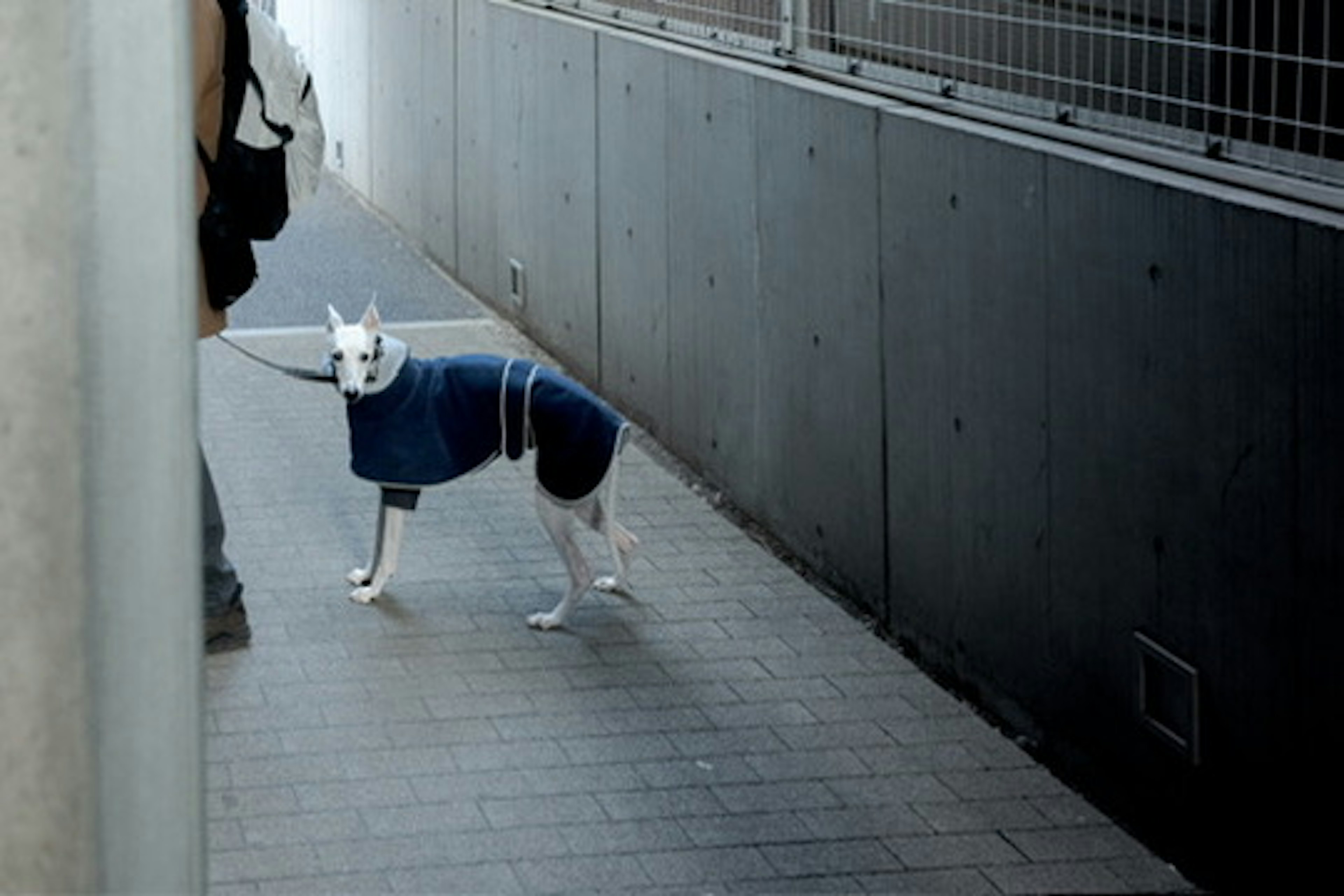 Ein Hund in einem blauen Outfit steht auf dem Bürgersteig