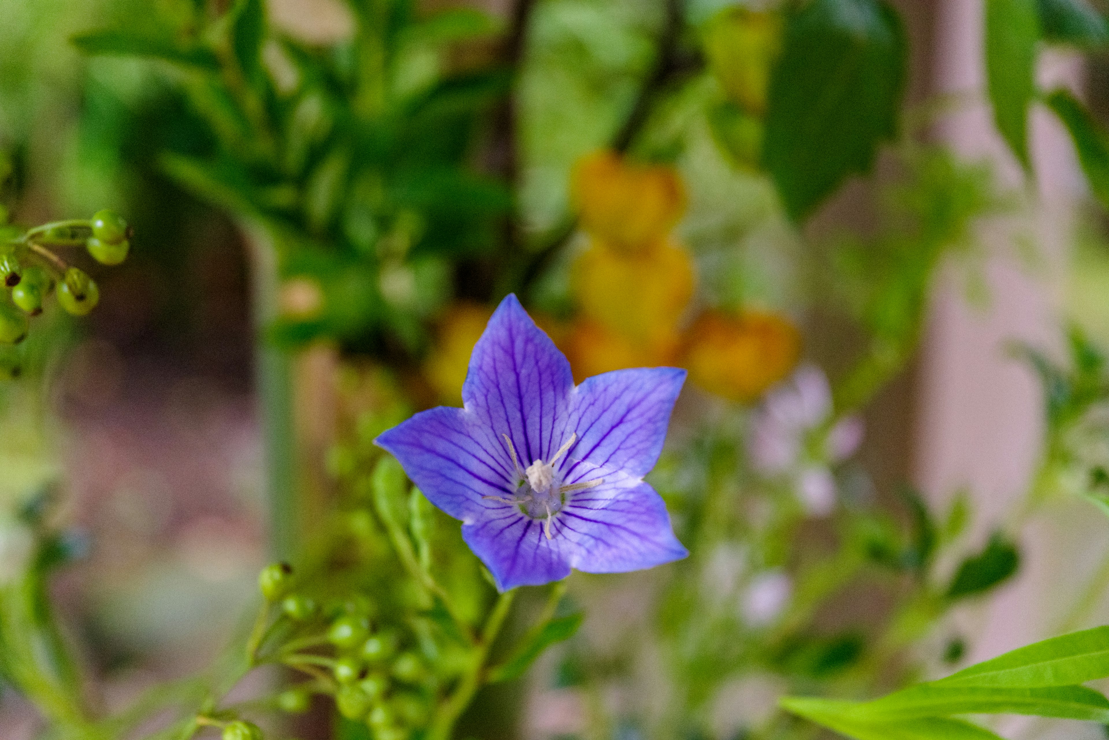 Lila Blume mit grünen Blättern in einem Garten