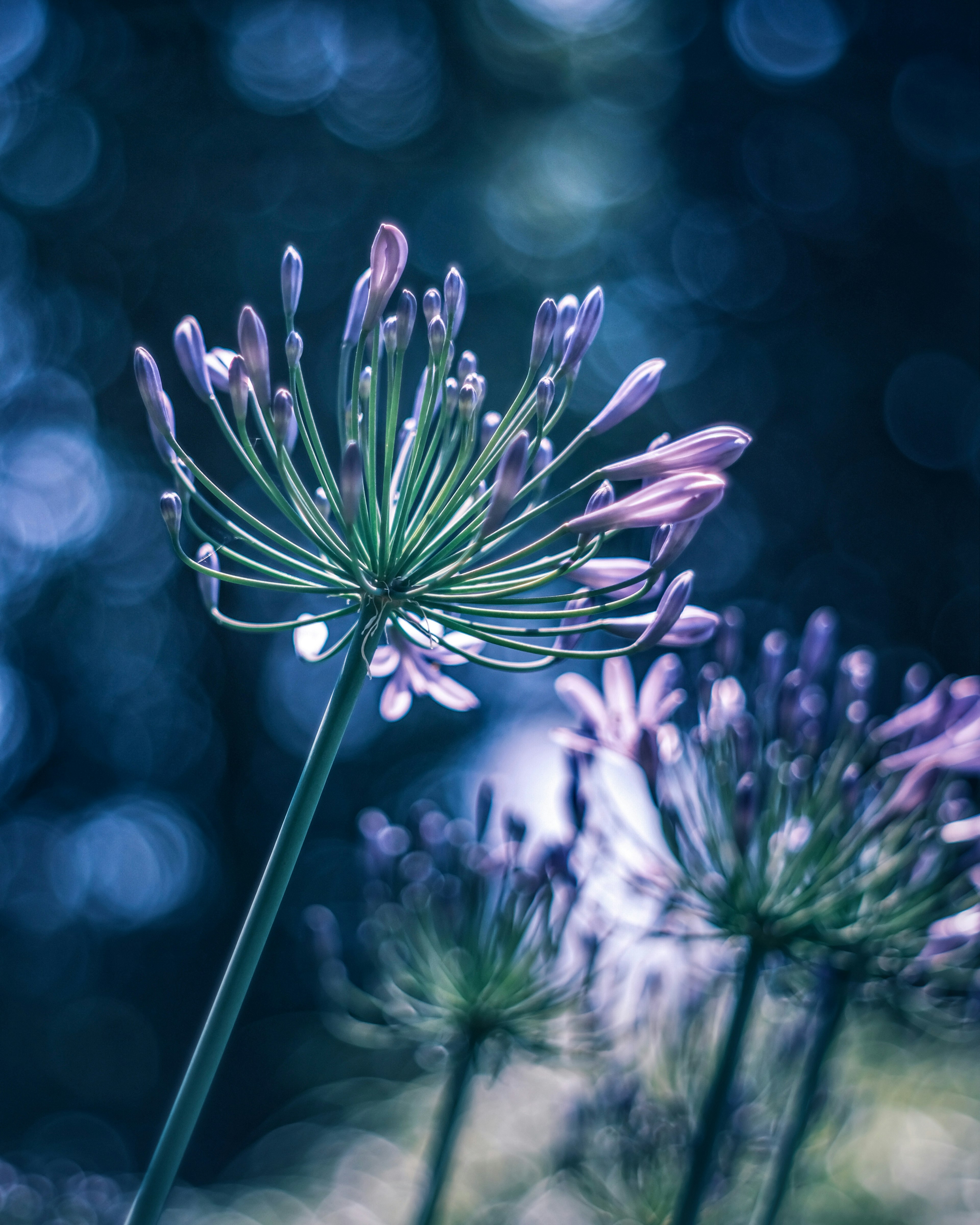 Una planta con flores moradas floreciendo en un fondo azul borroso