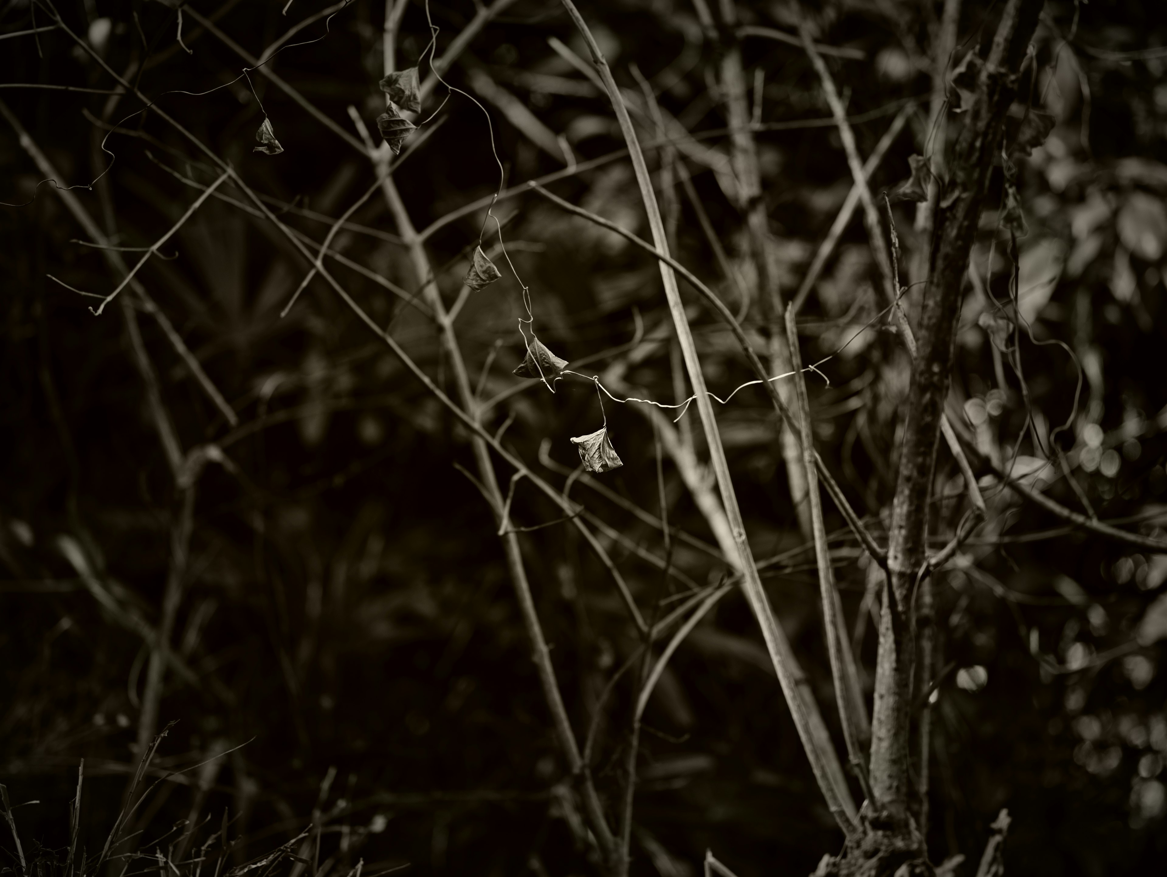 Natural scene with thin branches and leaves against a dark background