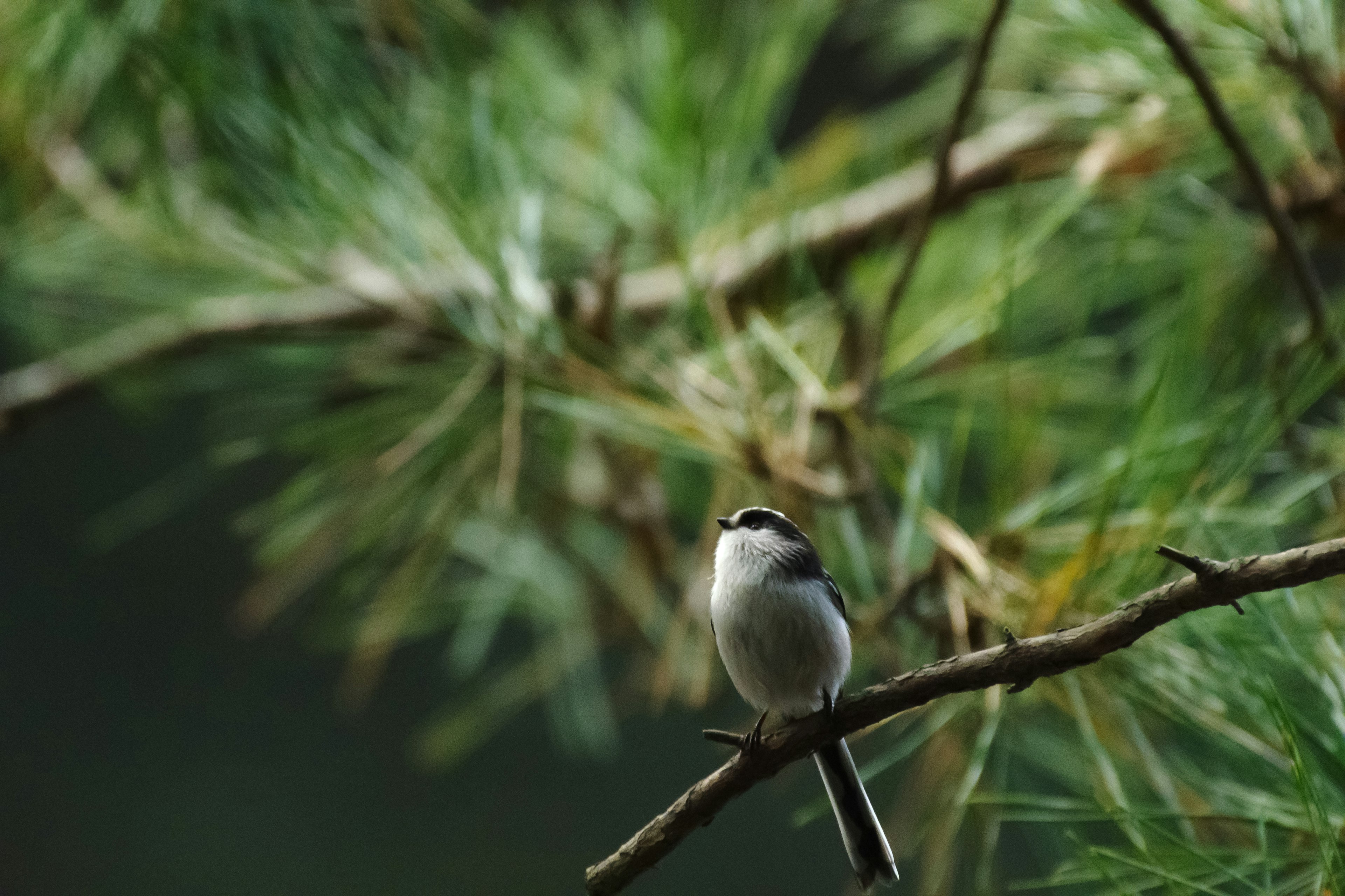 Petit oiseau blanc perché sur une branche d'arbre verte