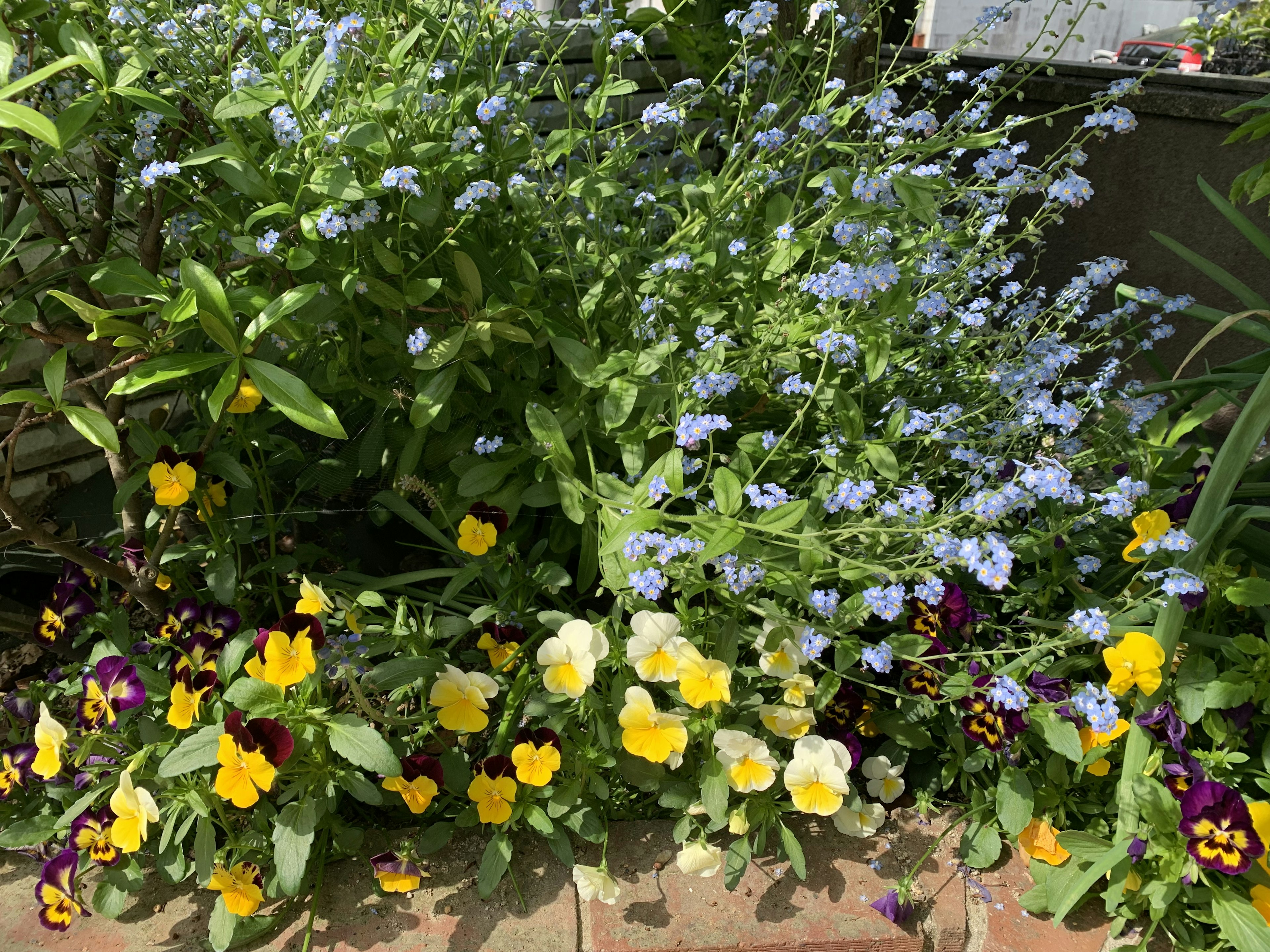 Un beau parterre de fleurs avec des fleurs bleues et des pensées jaunes