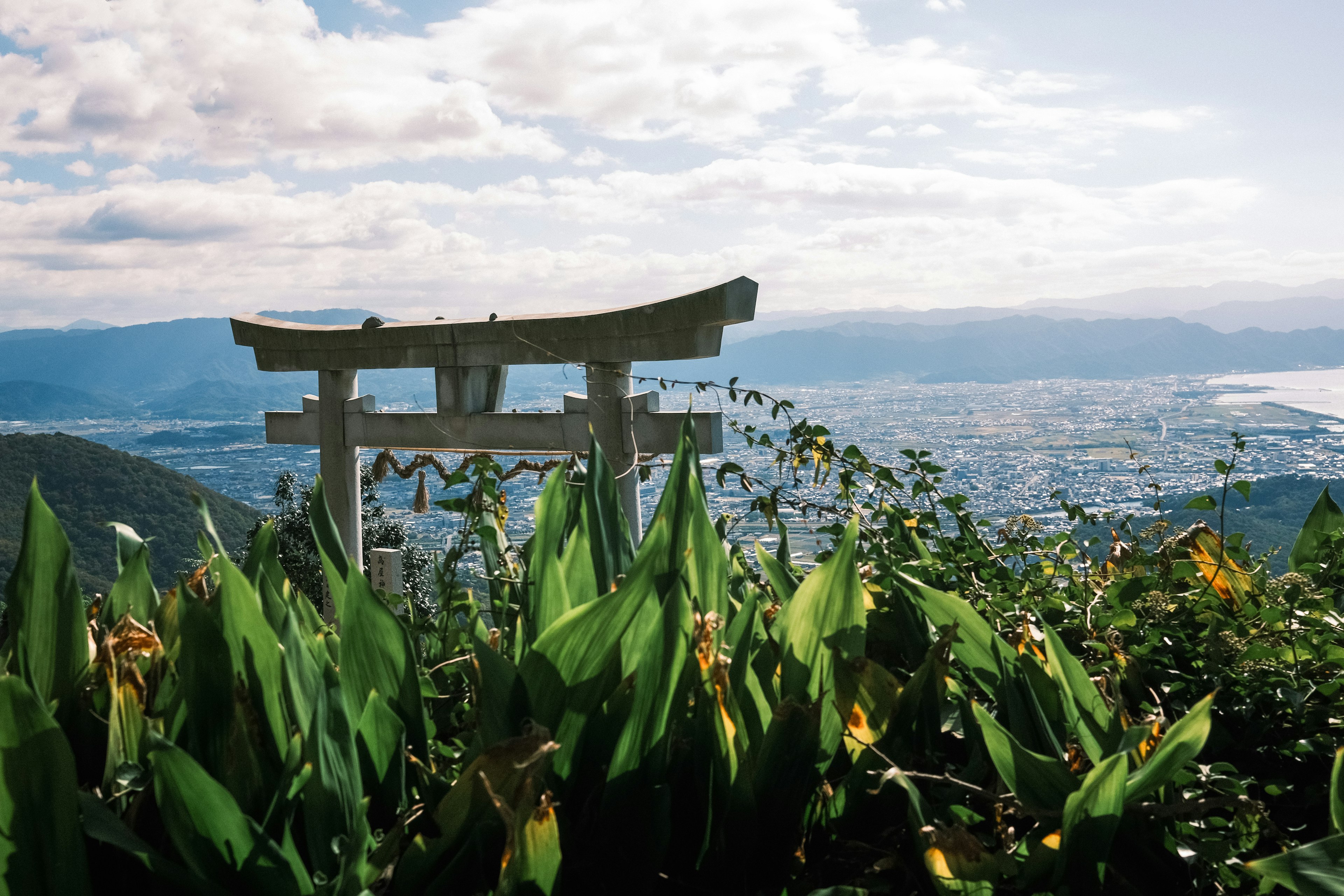 Torii su una montagna con piante verdi rigogliose