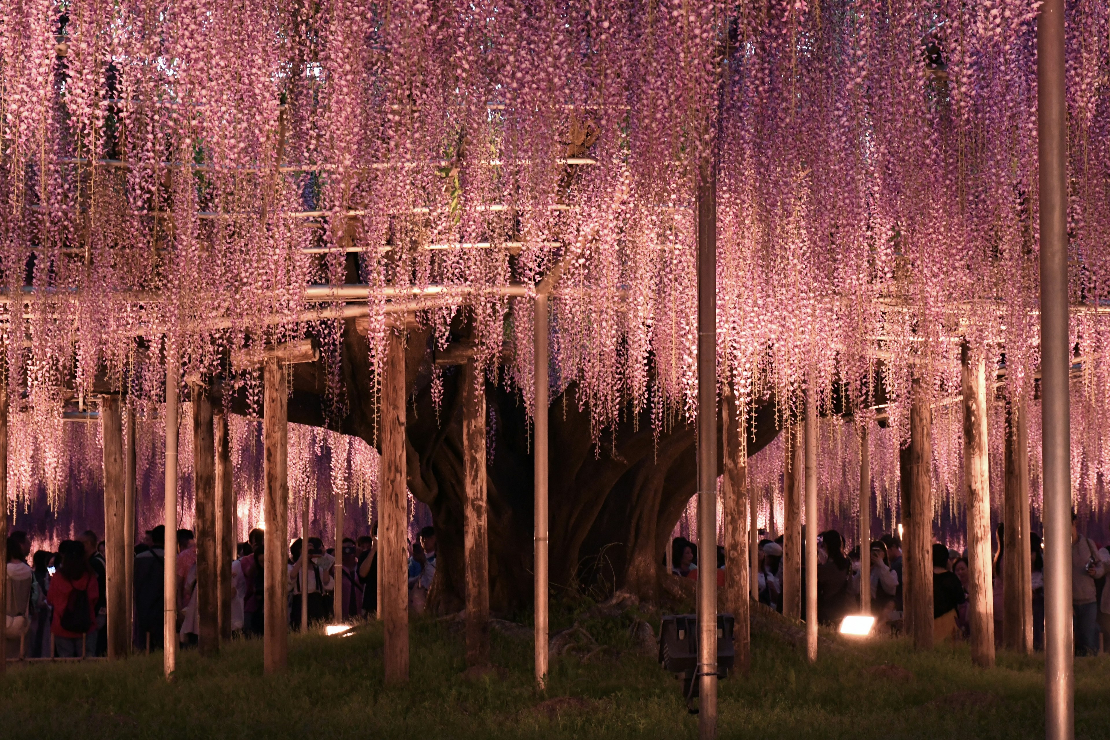 Pemandangan menawan bunga wisteria ungu yang menggantung