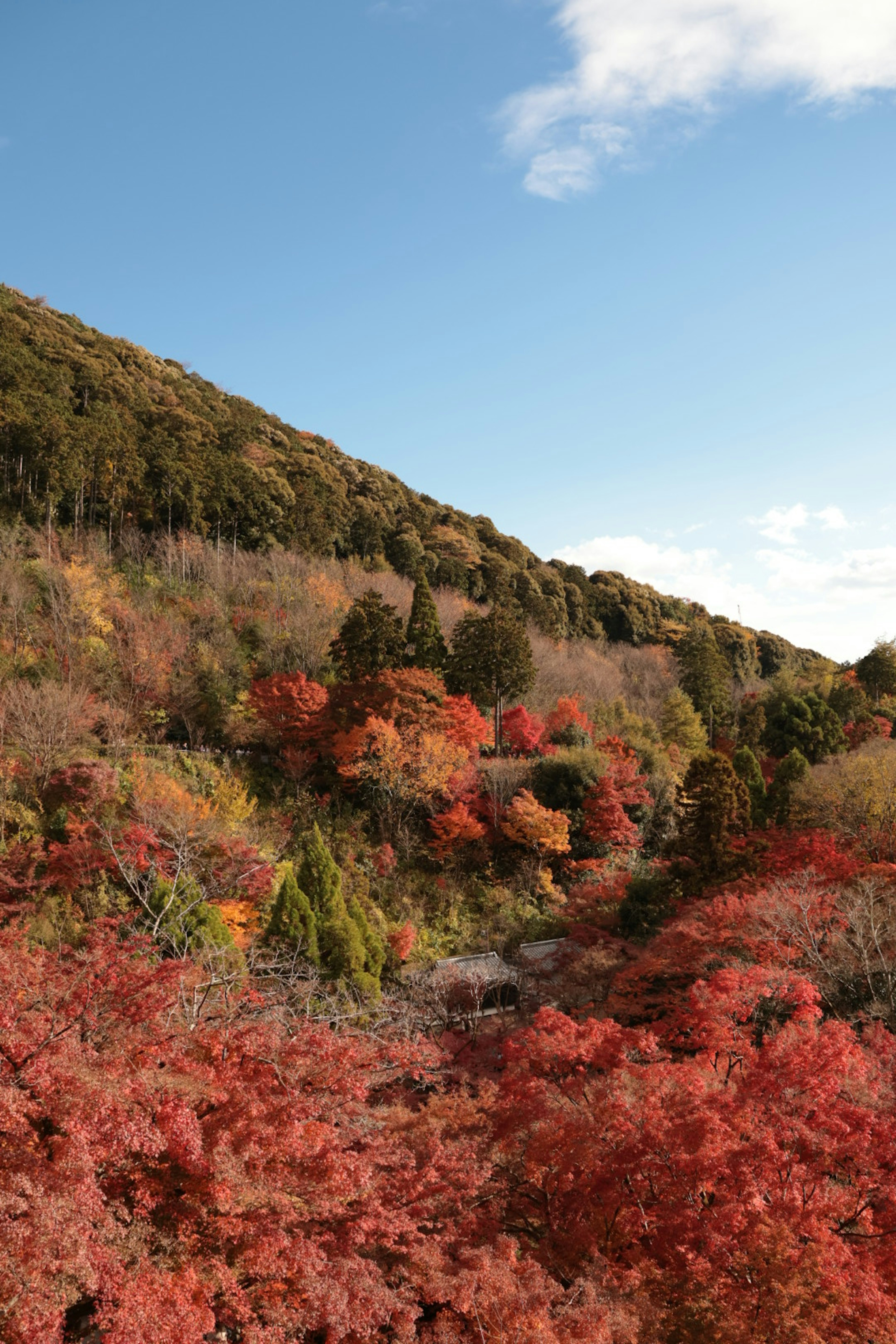 Scenic view of autumn foliage covering the mountains blue sky with white clouds