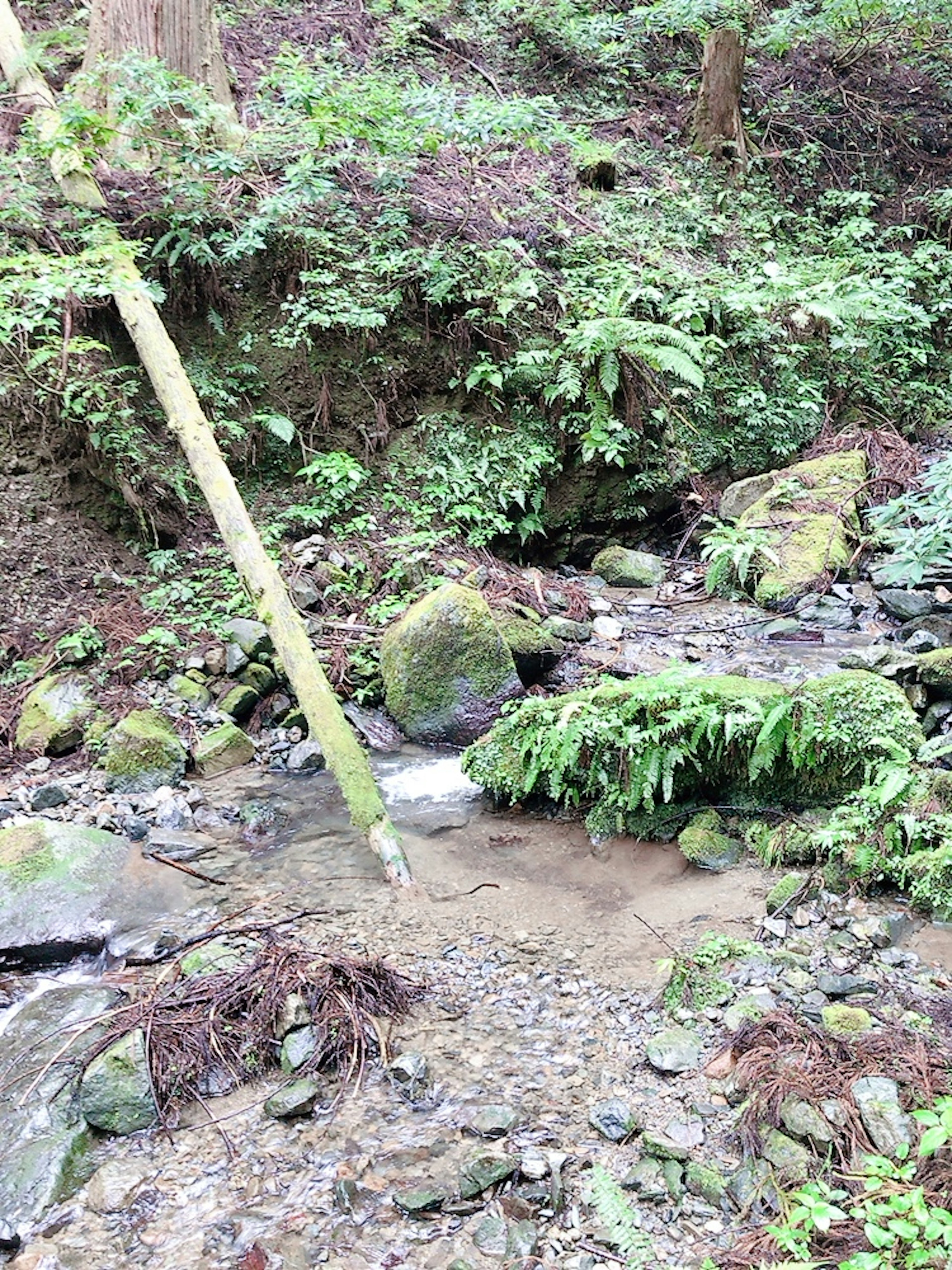 A serene forest stream with lush greenery and rocks