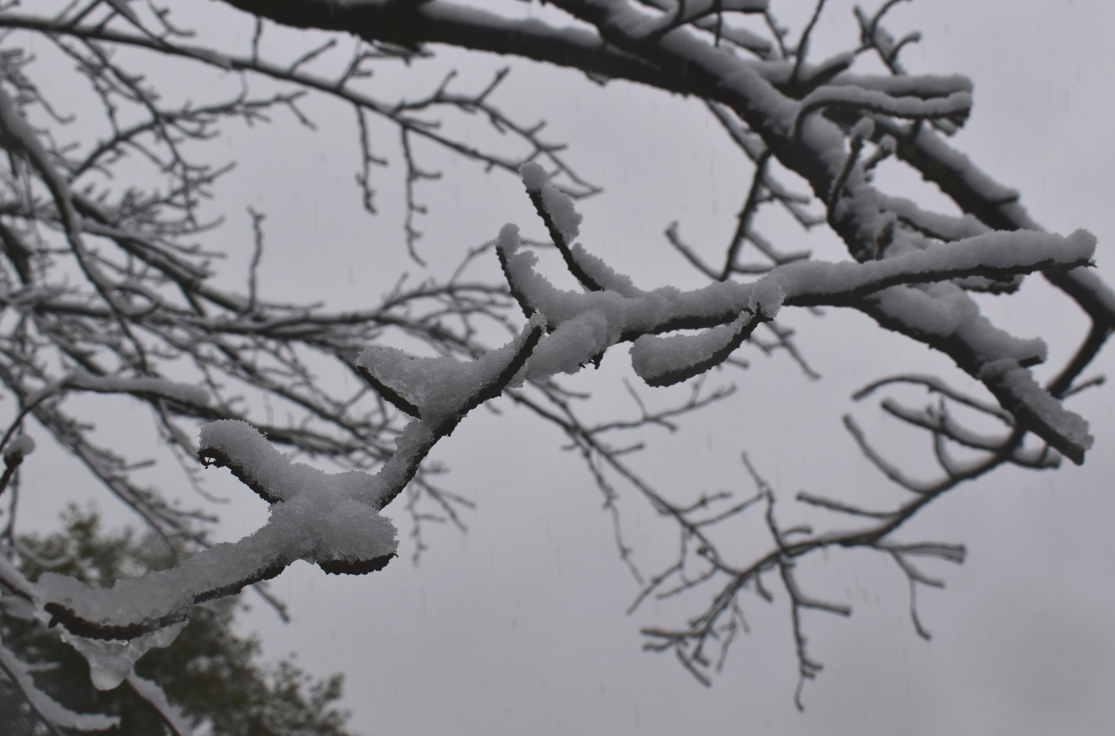 Branches d'arbre couvertes de neige contre un ciel gris