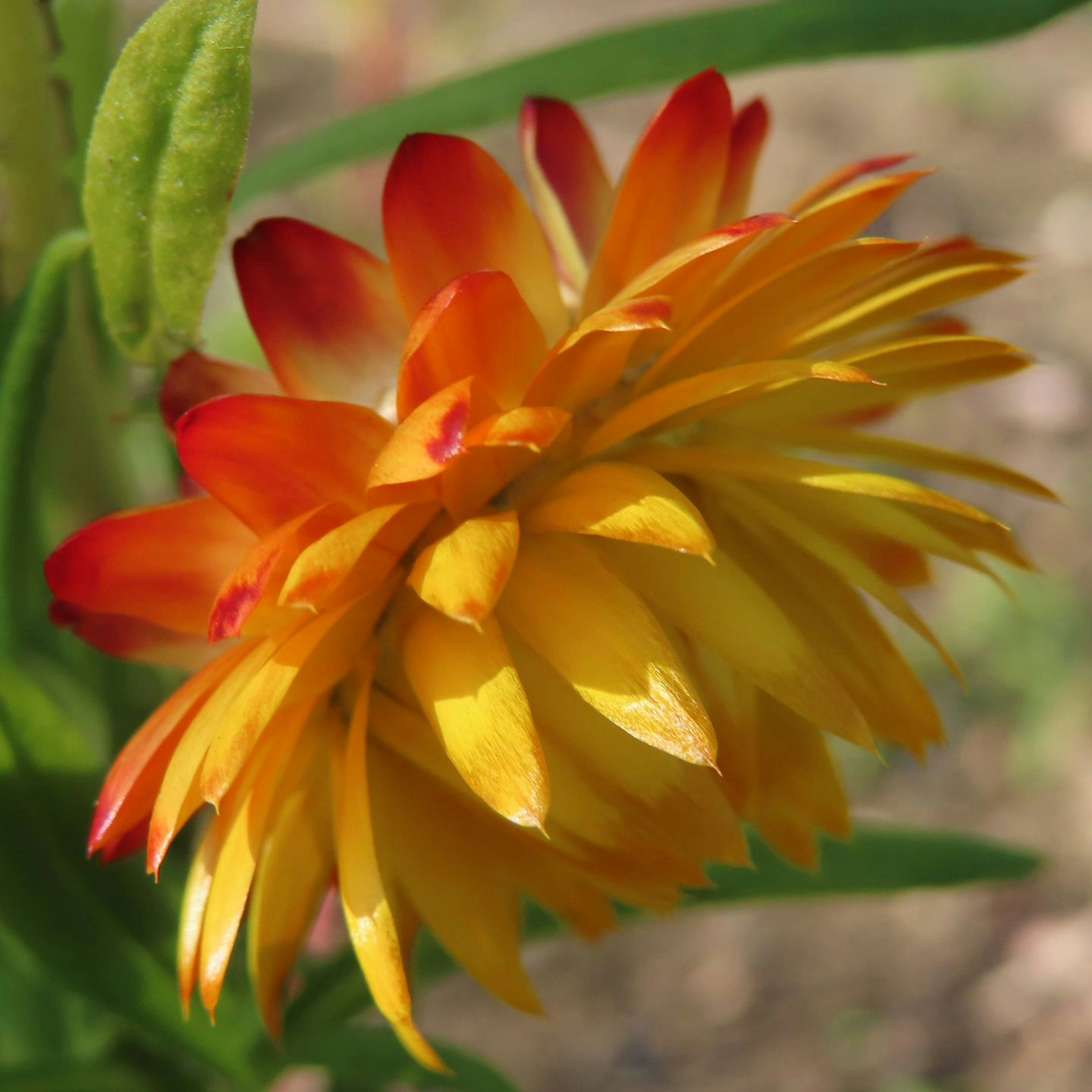 Acercamiento de una flor vibrante naranja y amarilla con pétalos en capas