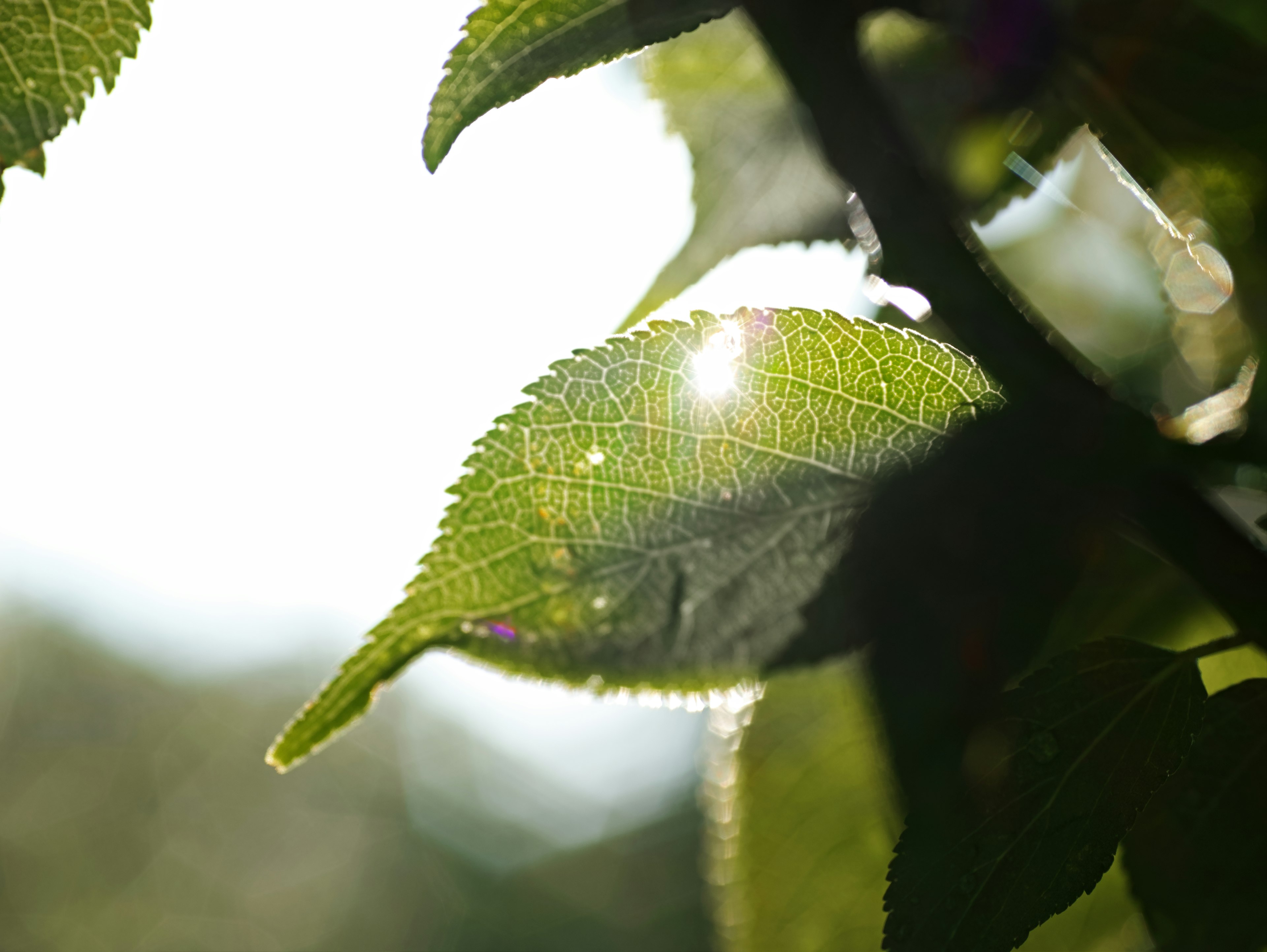 Foglia verde illuminata dalla luce solare con sfondo naturale sfocato