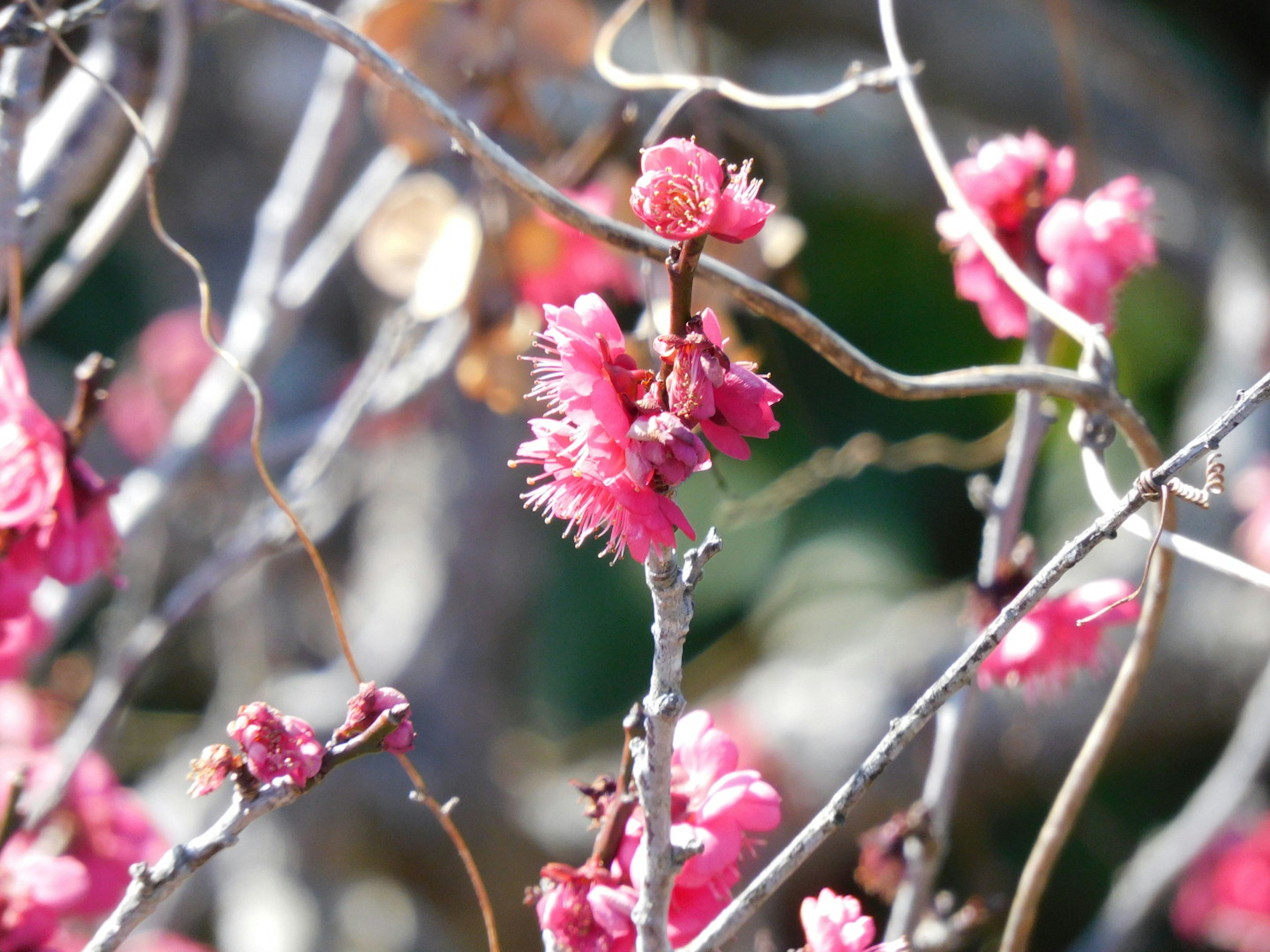 ピンクの花が咲く木の枝のクローズアップ