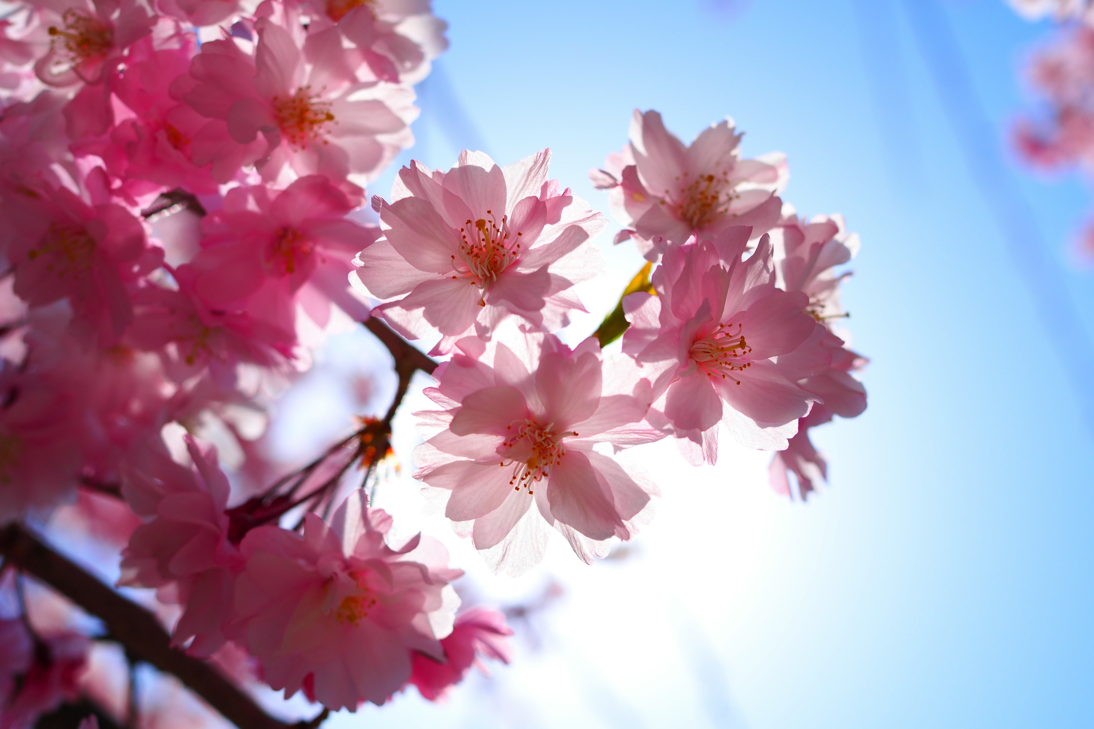 Bunga sakura merah muda yang halus mekar di bawah langit biru