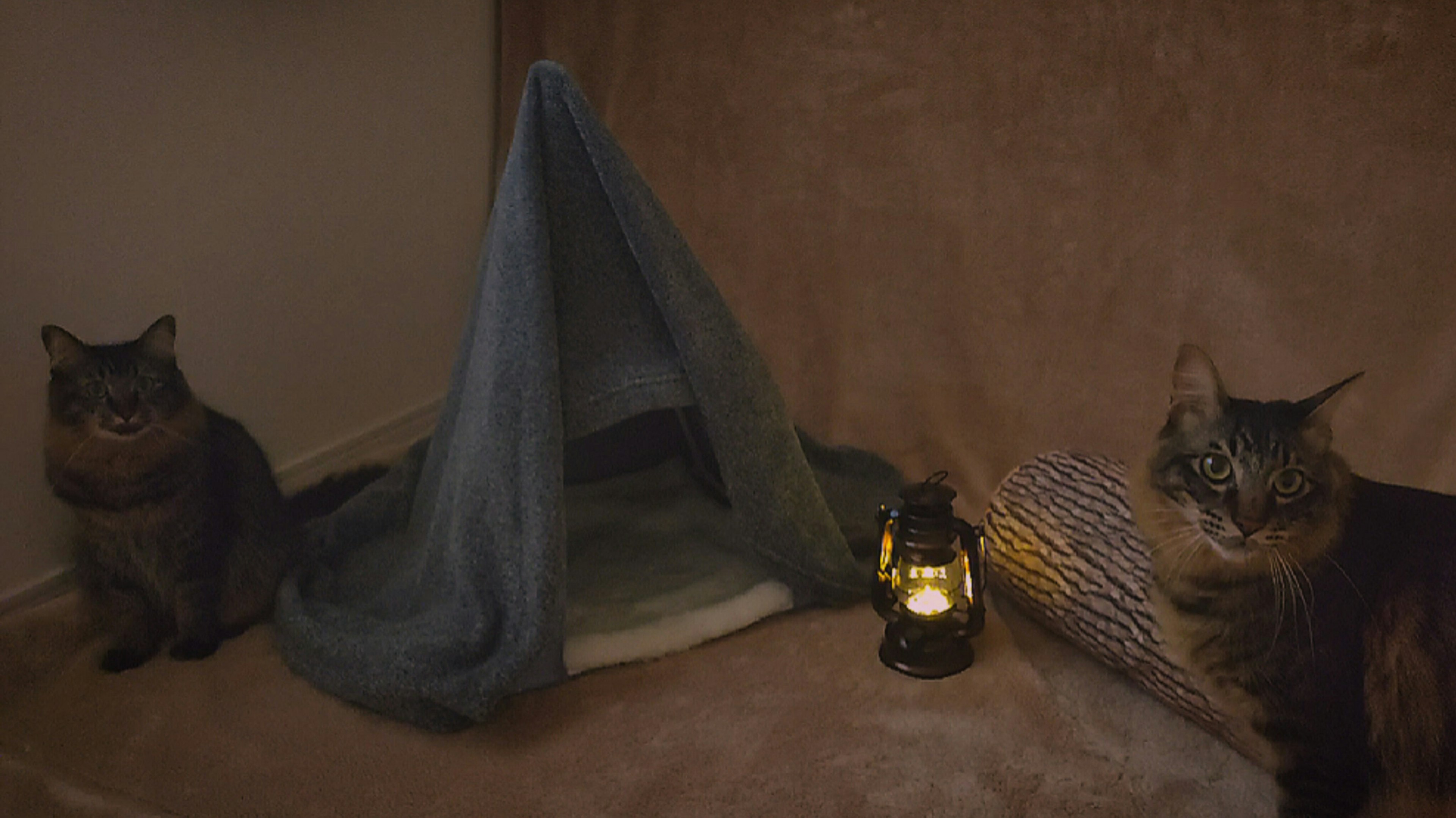 Two cats sitting near a blue tent with a lantern glowing