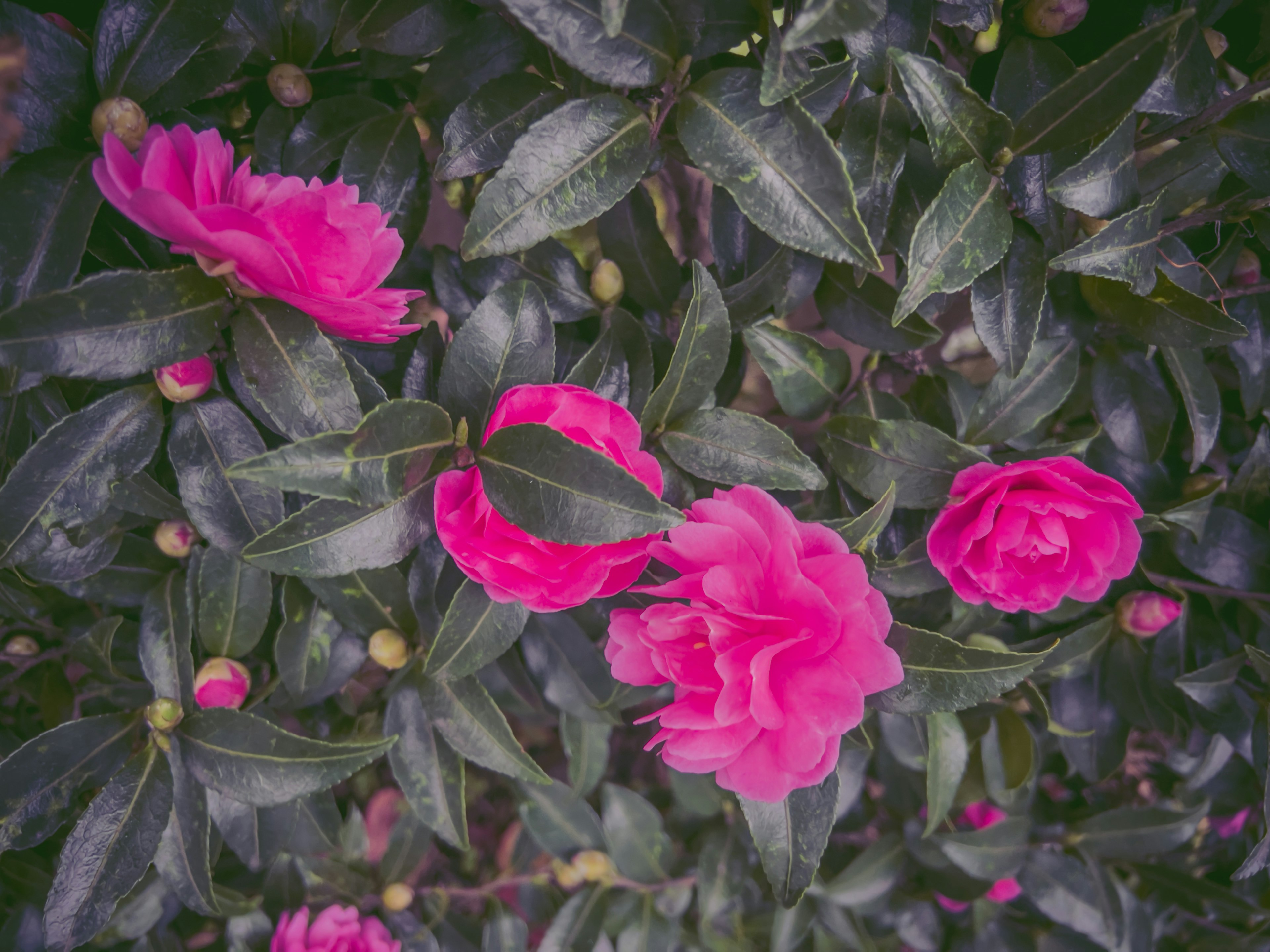 Close-up of vibrant pink flowers and green leaves on a plant