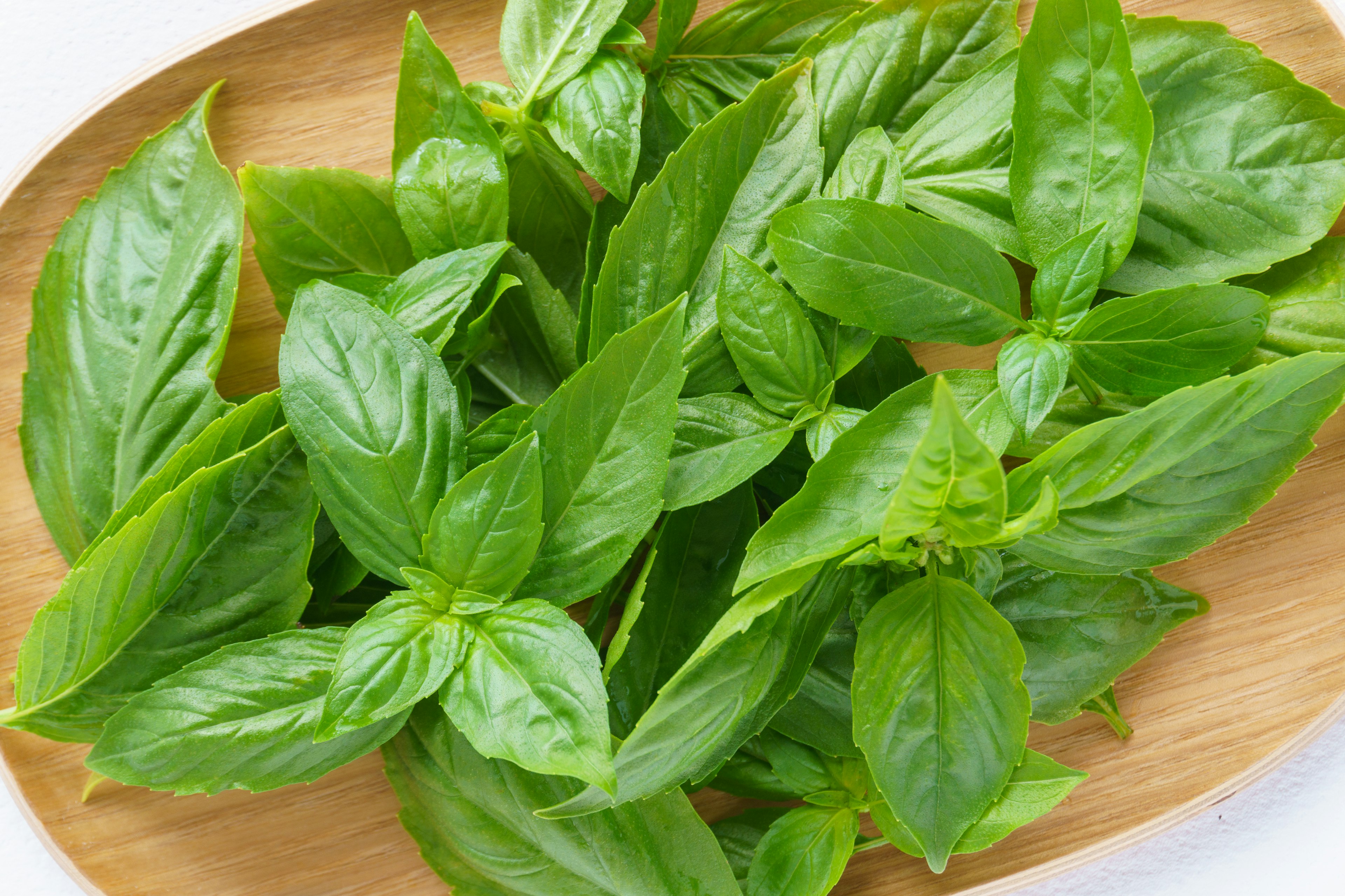 Feuilles de basilic fraîches disposées sur une assiette en bois