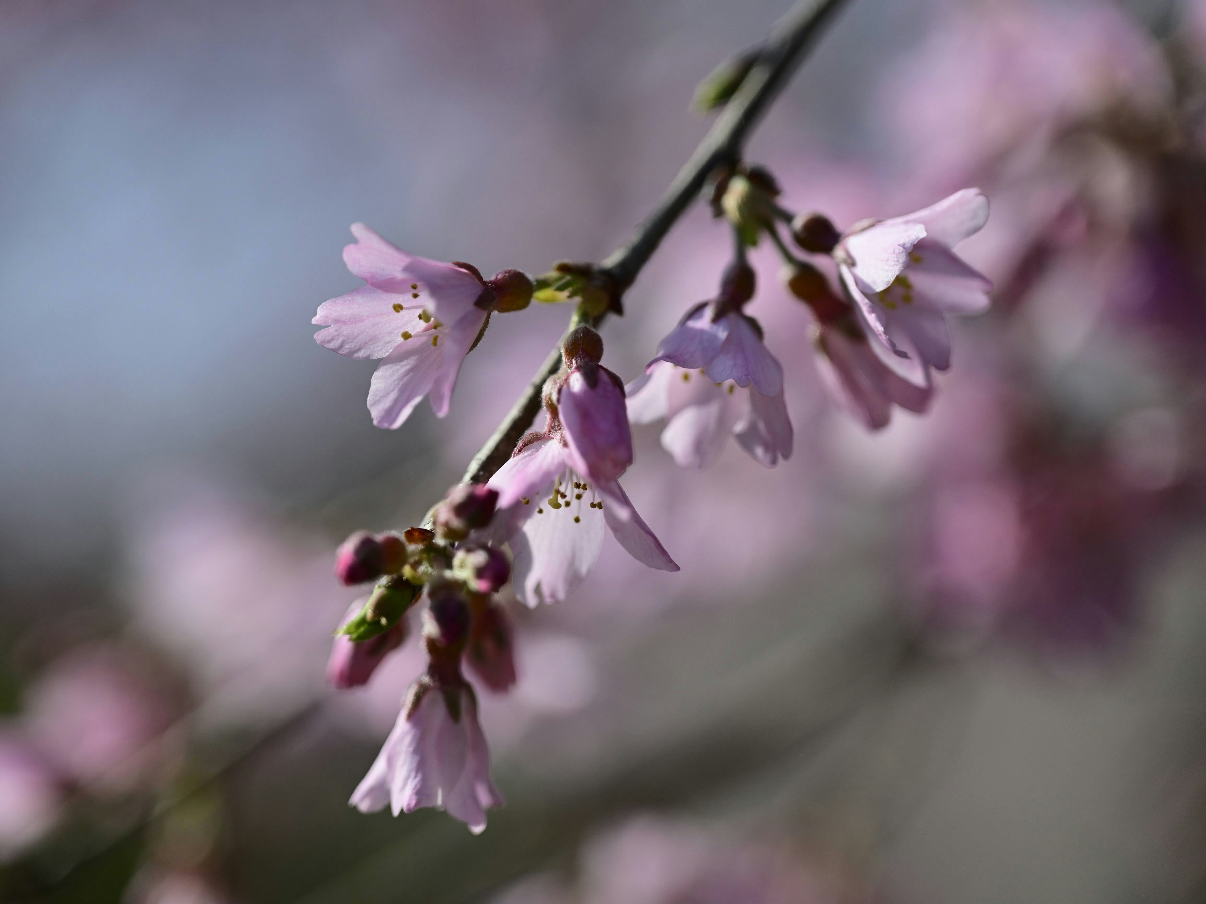 桜の花が咲いている枝のクローズアップ