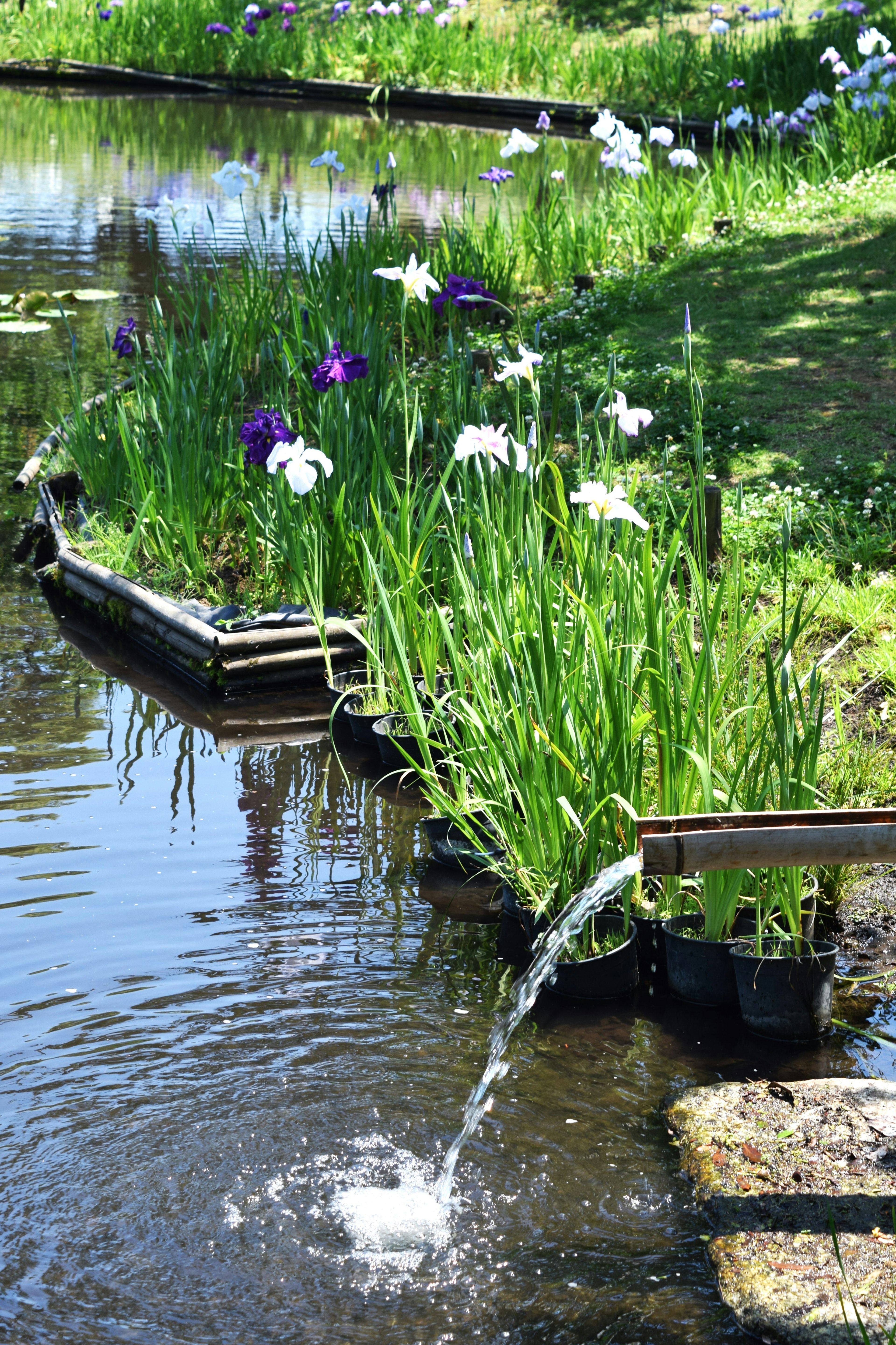 美しい花々が咲く池の風景 水の流れと緑が調和した自然の景色