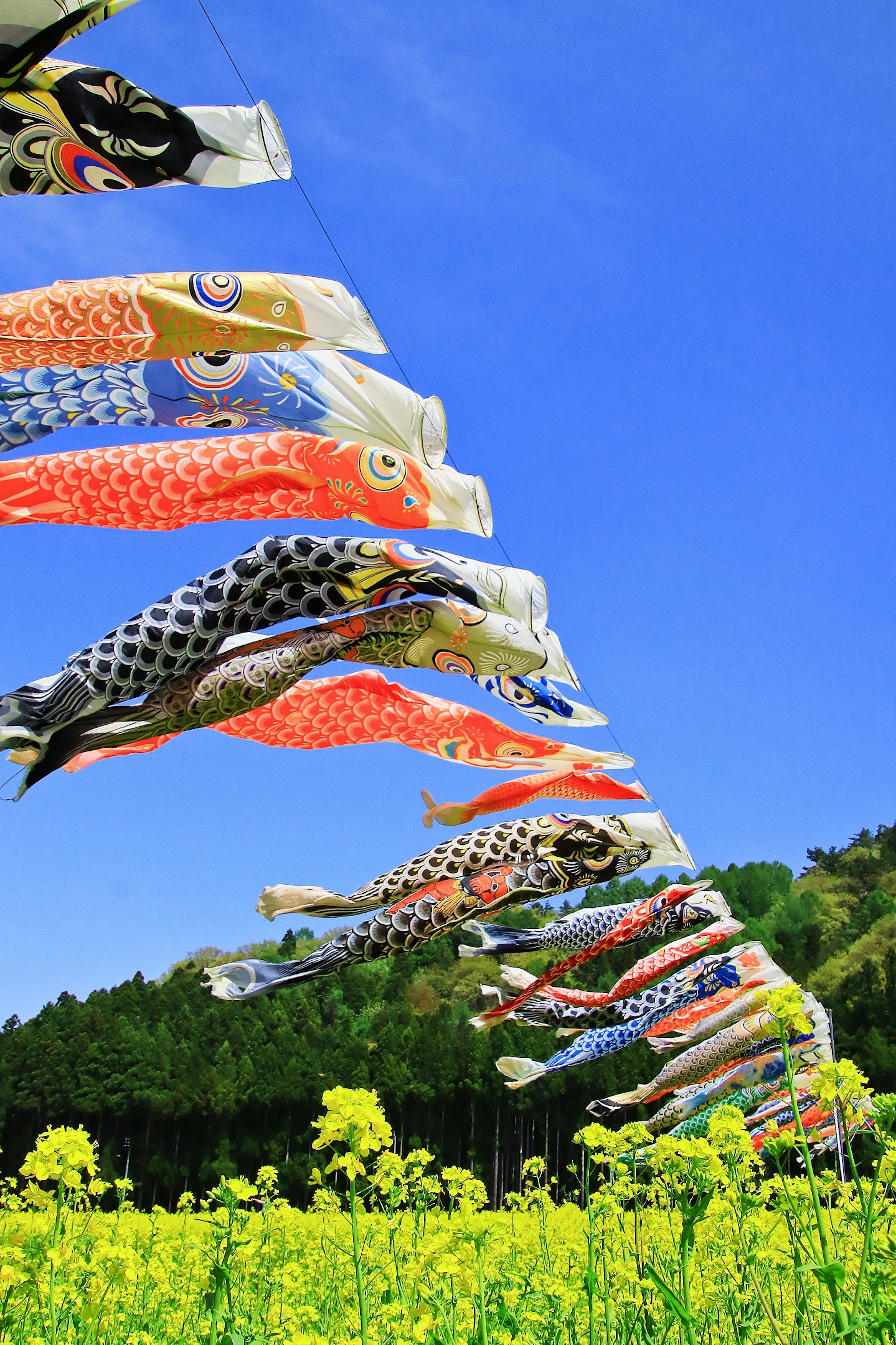 Banderas de carpas koi nadando en el cielo azul con flores de colza