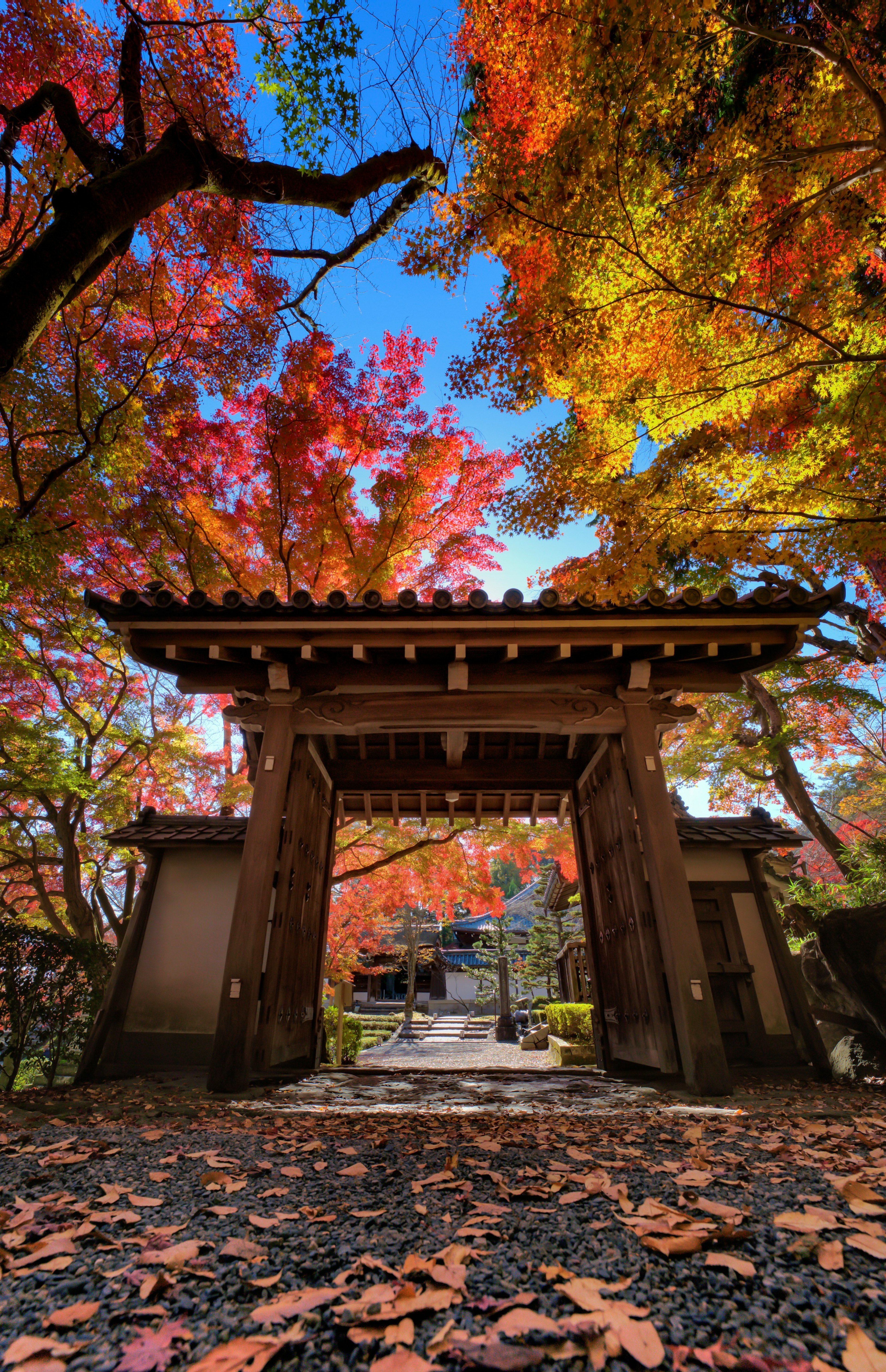 色とりどりの紅葉に囲まれた伝統的な木製の門