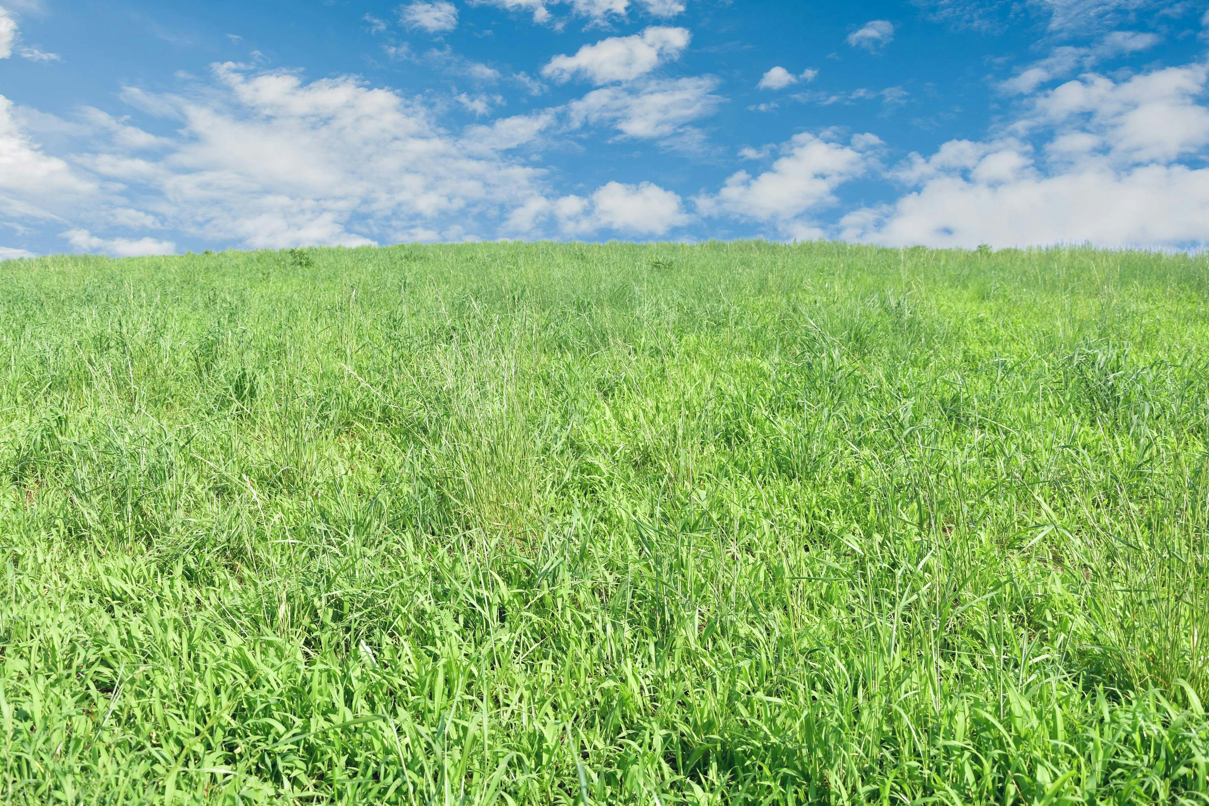 Prairie verte luxuriante sous un ciel bleu avec des nuages blancs