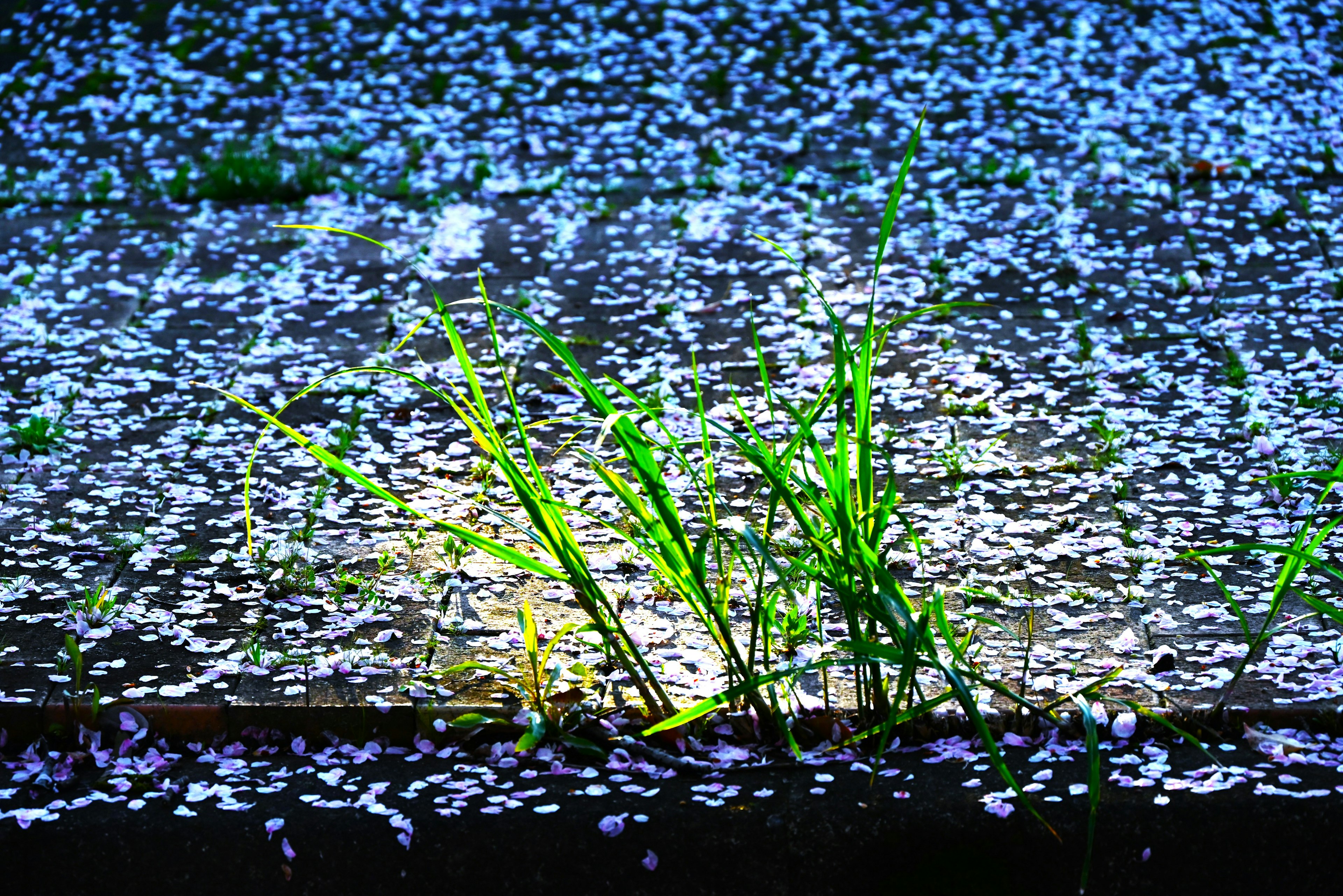 Green grass emerging from a ground covered with cherry blossom petals against a blue background