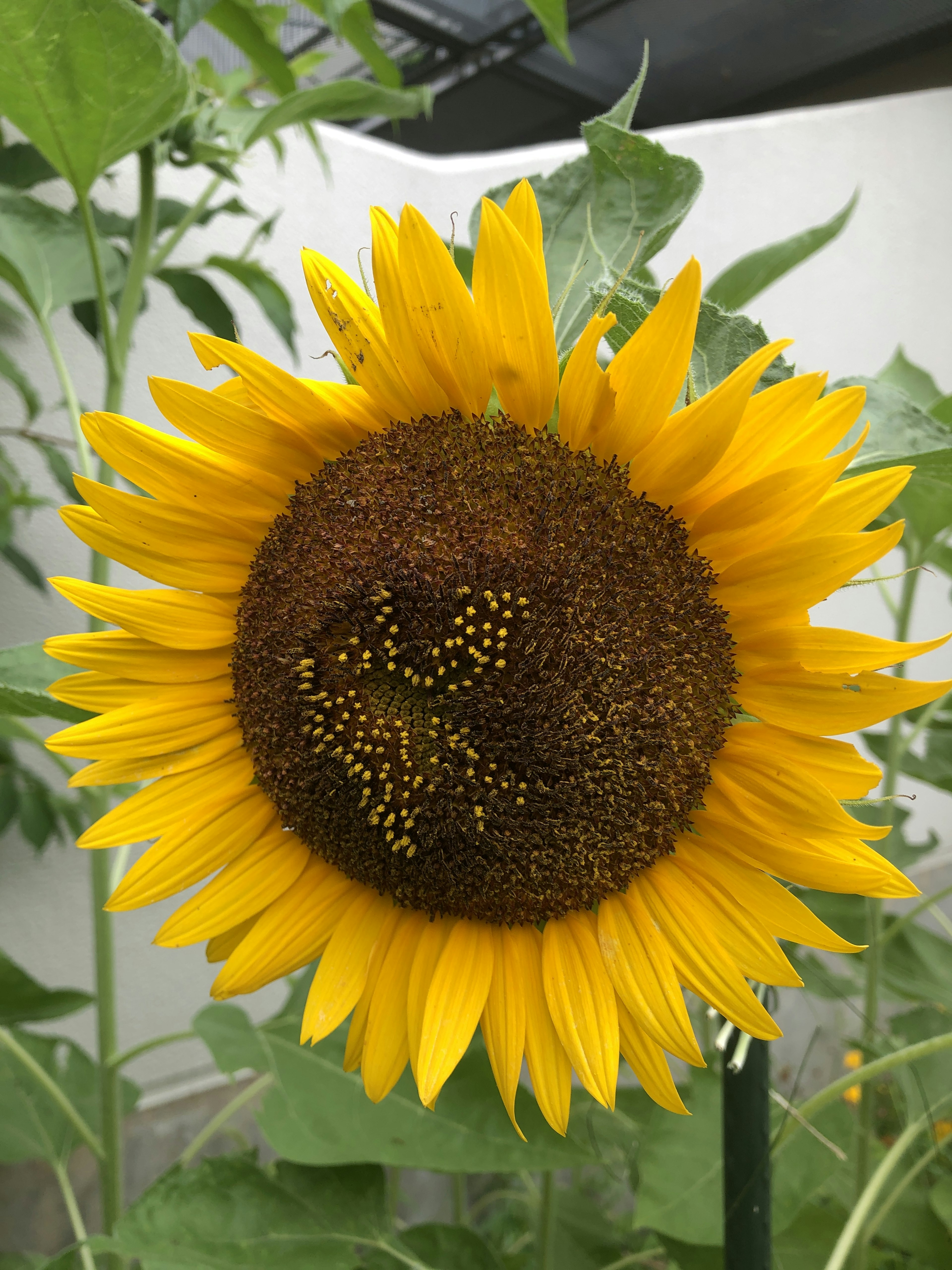 Tournesol jaune vif en pleine floraison