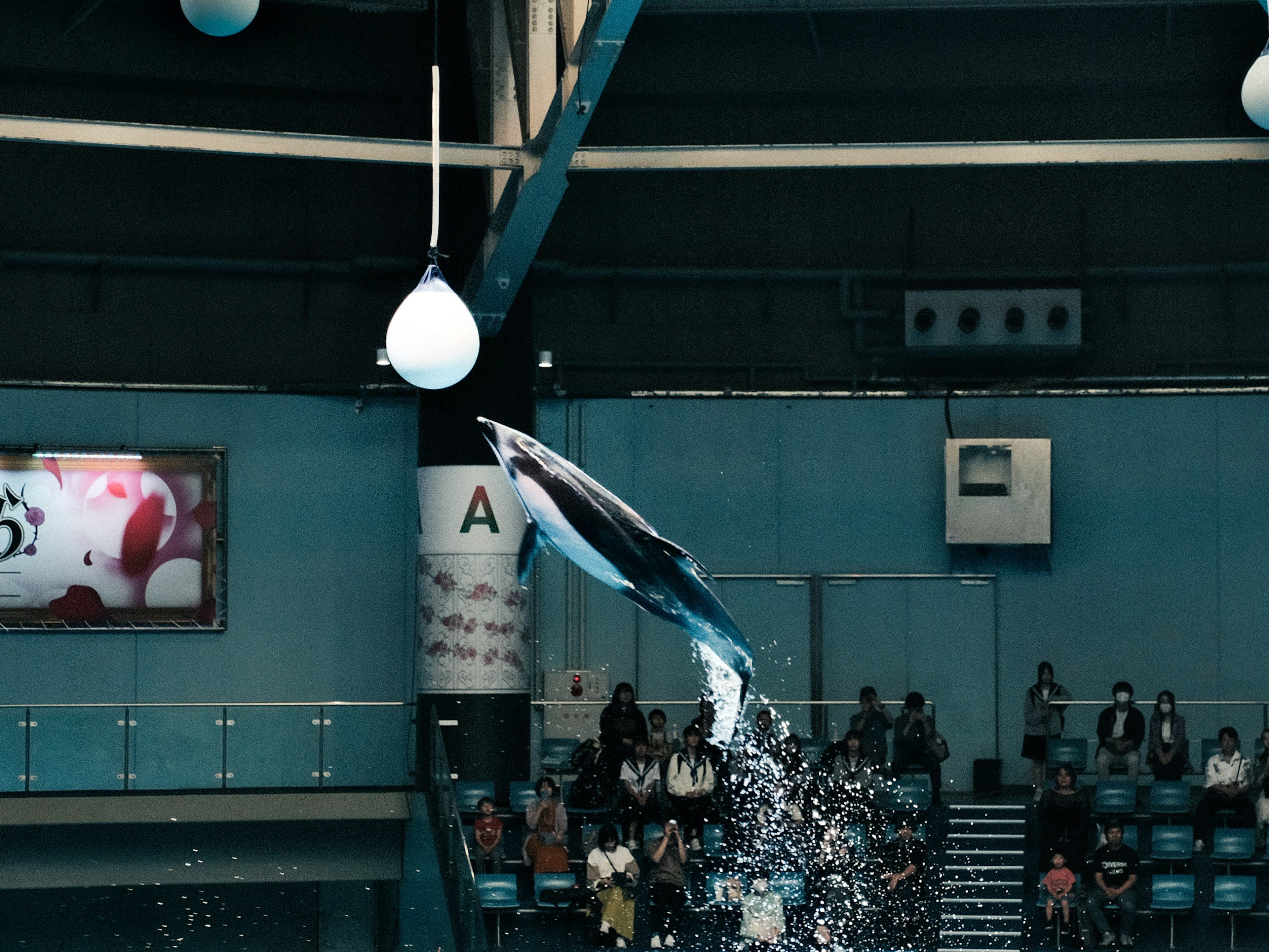 Dauphin sautant dans une scène de spectacle aquatique avec des spectateurs