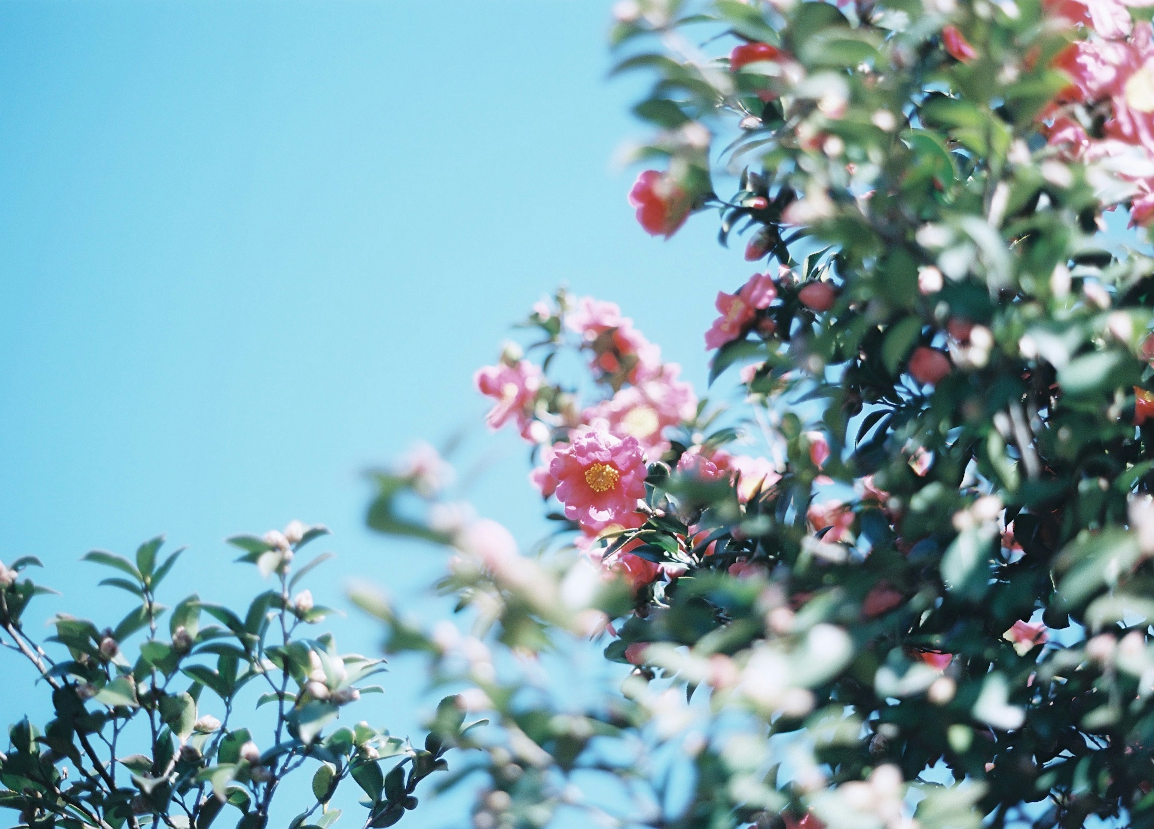 Branches d'un arbre en fleurs avec des fleurs roses contre un ciel bleu