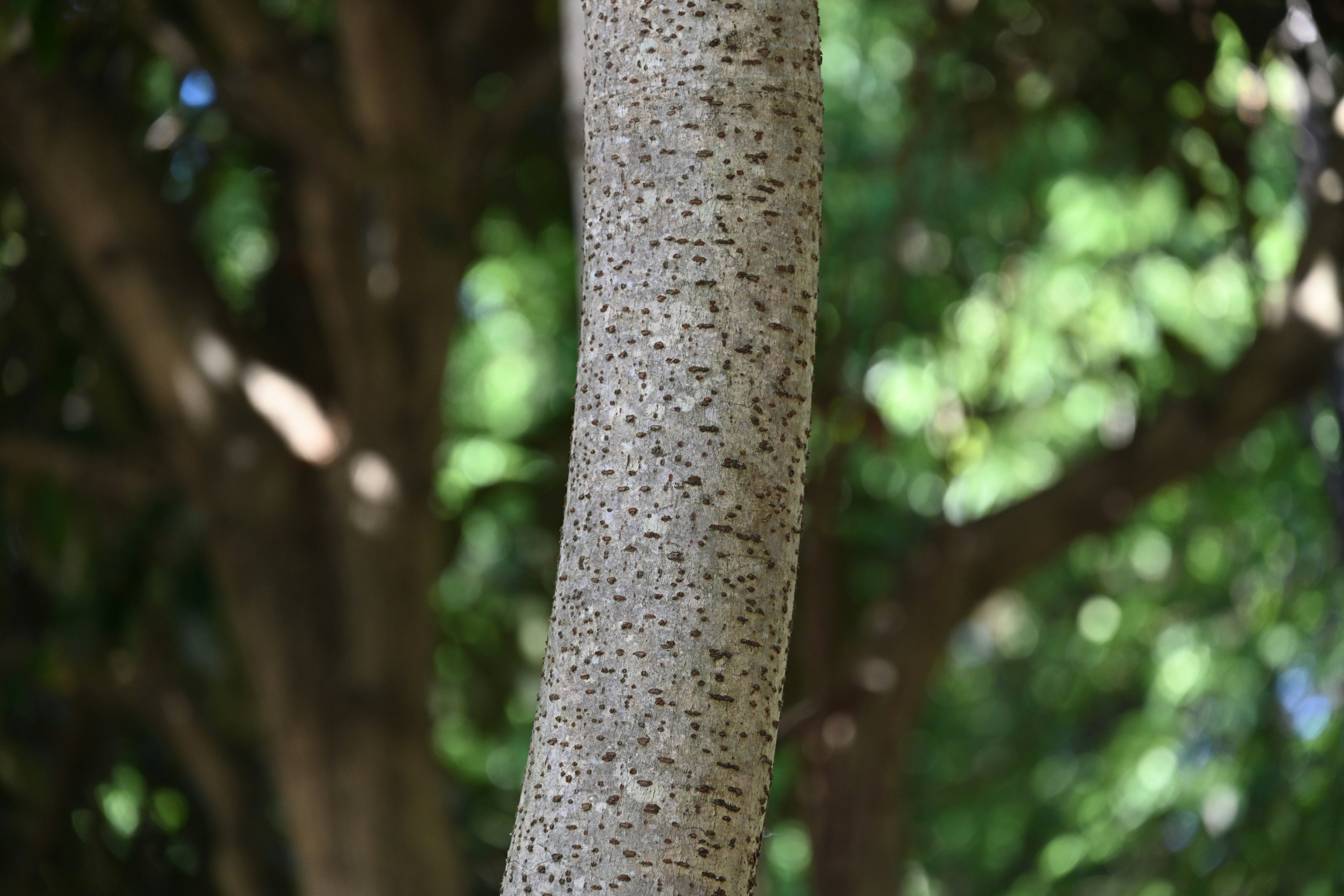 Primer plano de un tronco de árbol con un fondo borroso de hojas verdes