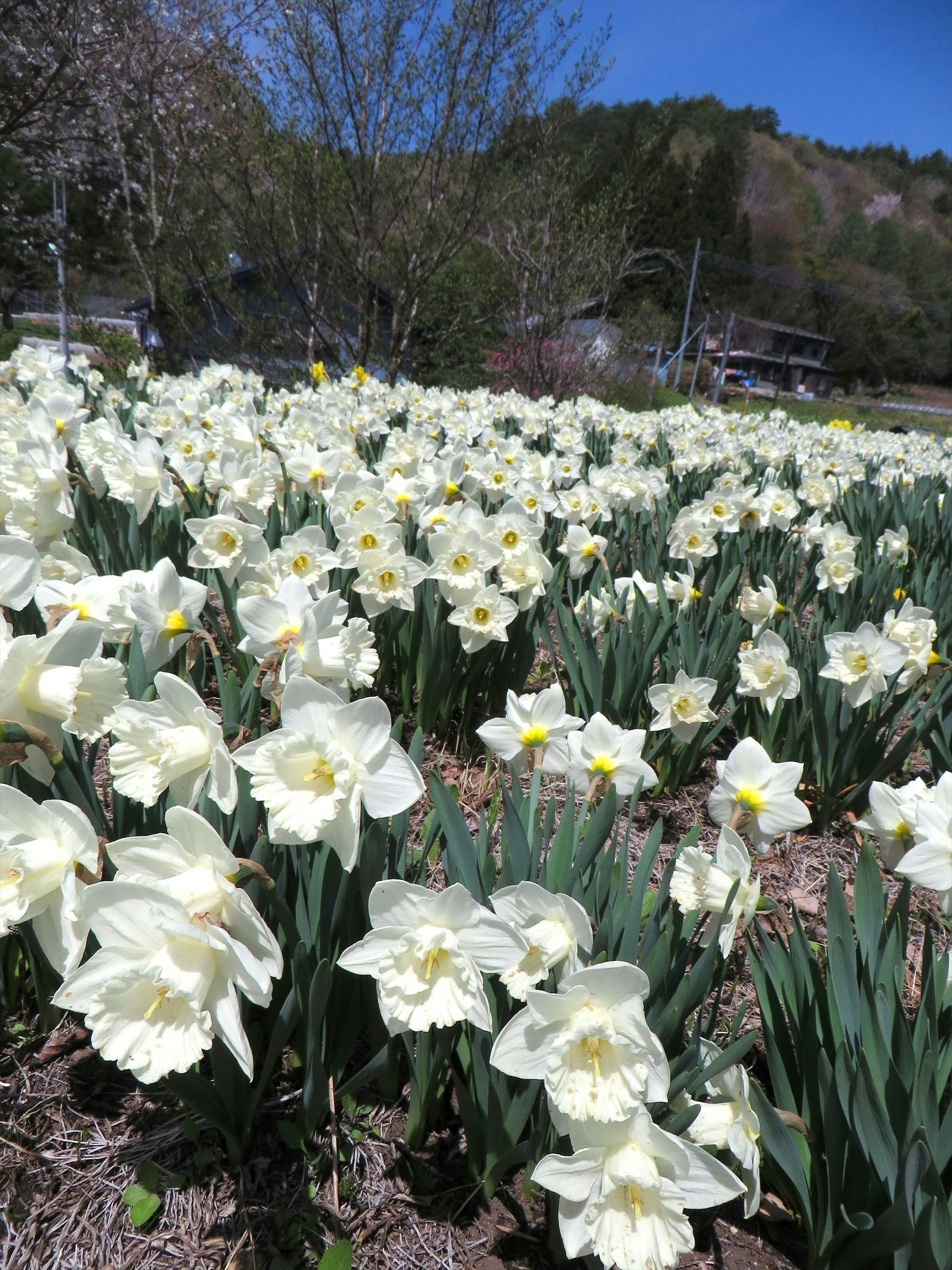 Ladang bunga yang indah dipenuhi dengan bunga daffodil putih yang bermekaran